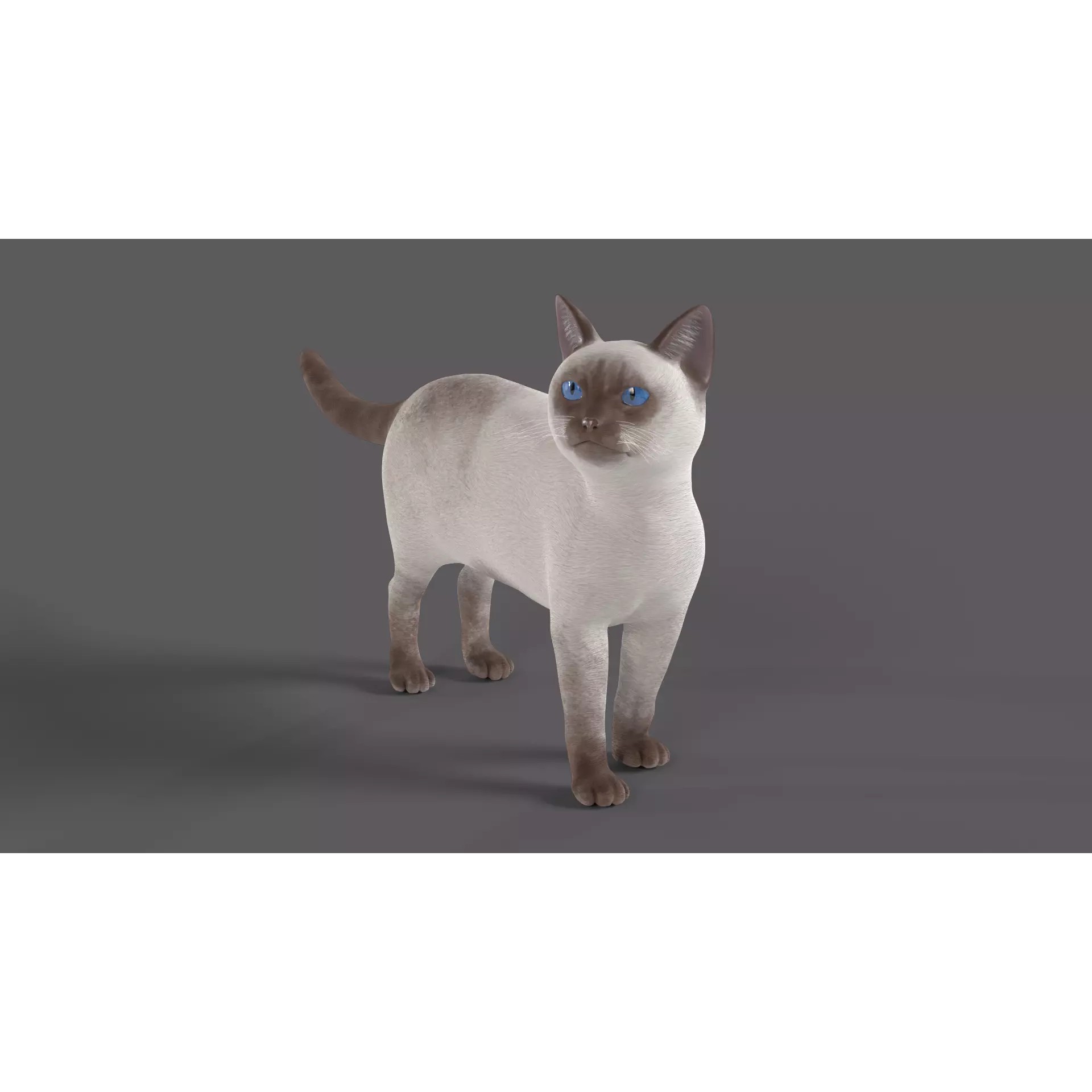 Balinese Cat 3D Model – Low Poly Rigged Asset, FBX & Blender - View 2
