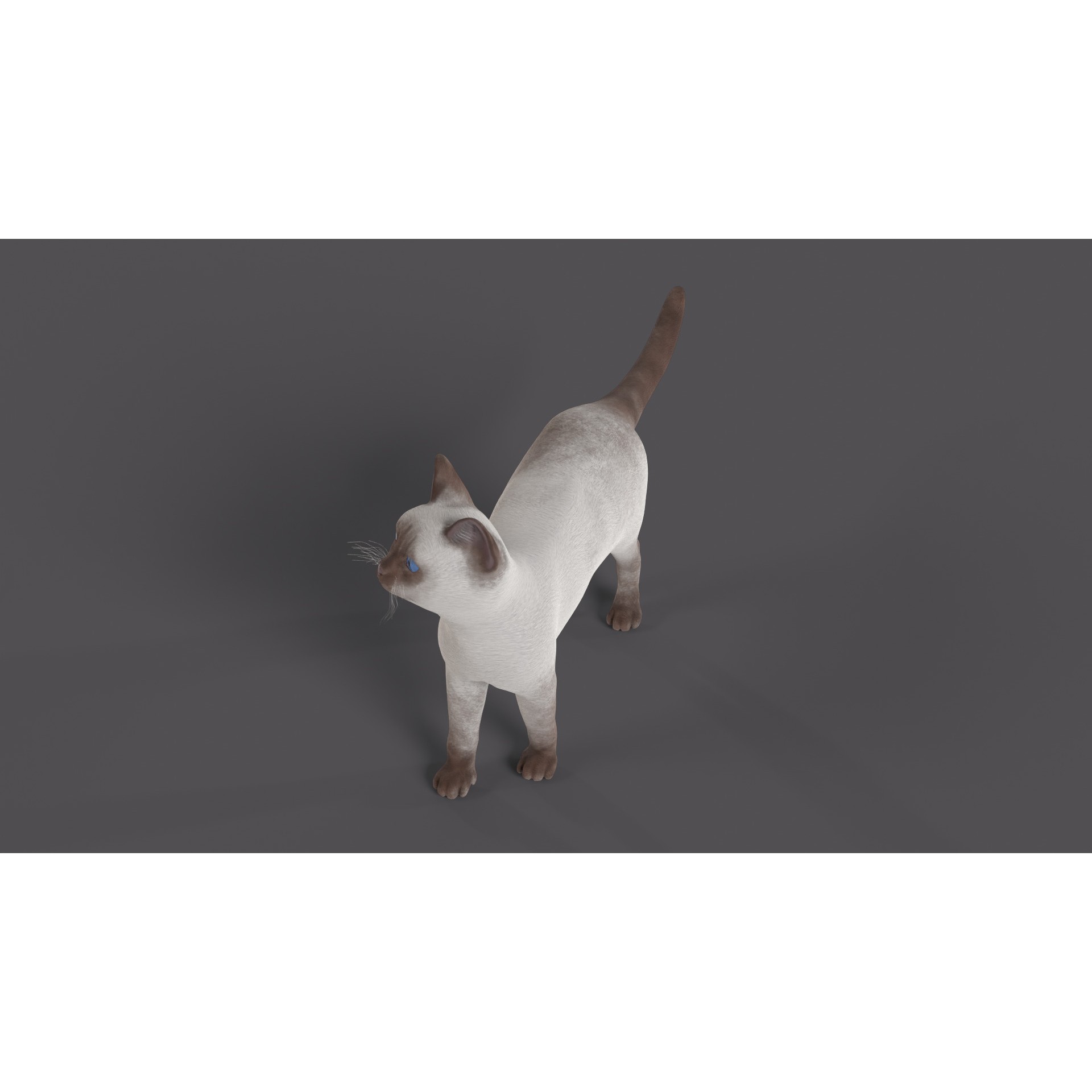 Balinese Cat 3D Model – Low Poly Rigged Asset, FBX & Blender - View 3