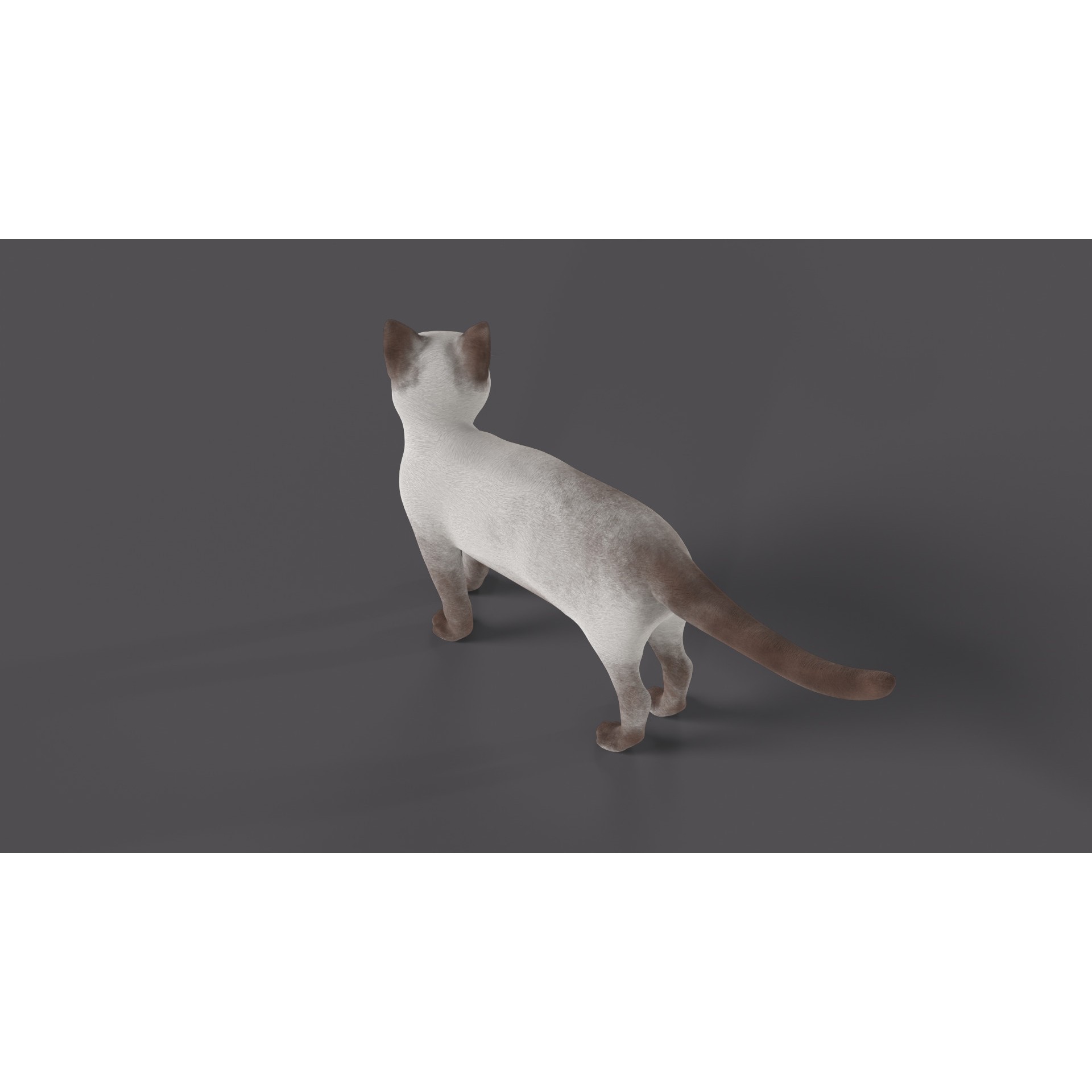 Balinese Cat 3D Model – Low Poly Rigged Asset, FBX & Blender - View 4