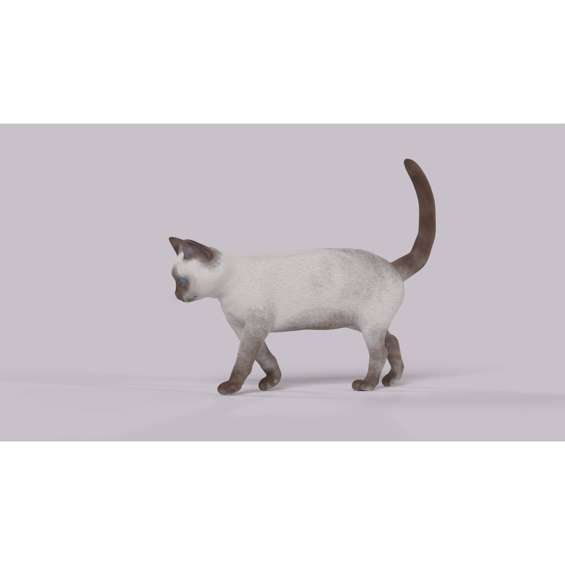 Balinese Cat 3D Model – Low Poly Rigged Asset, FBX & Blender - View 5