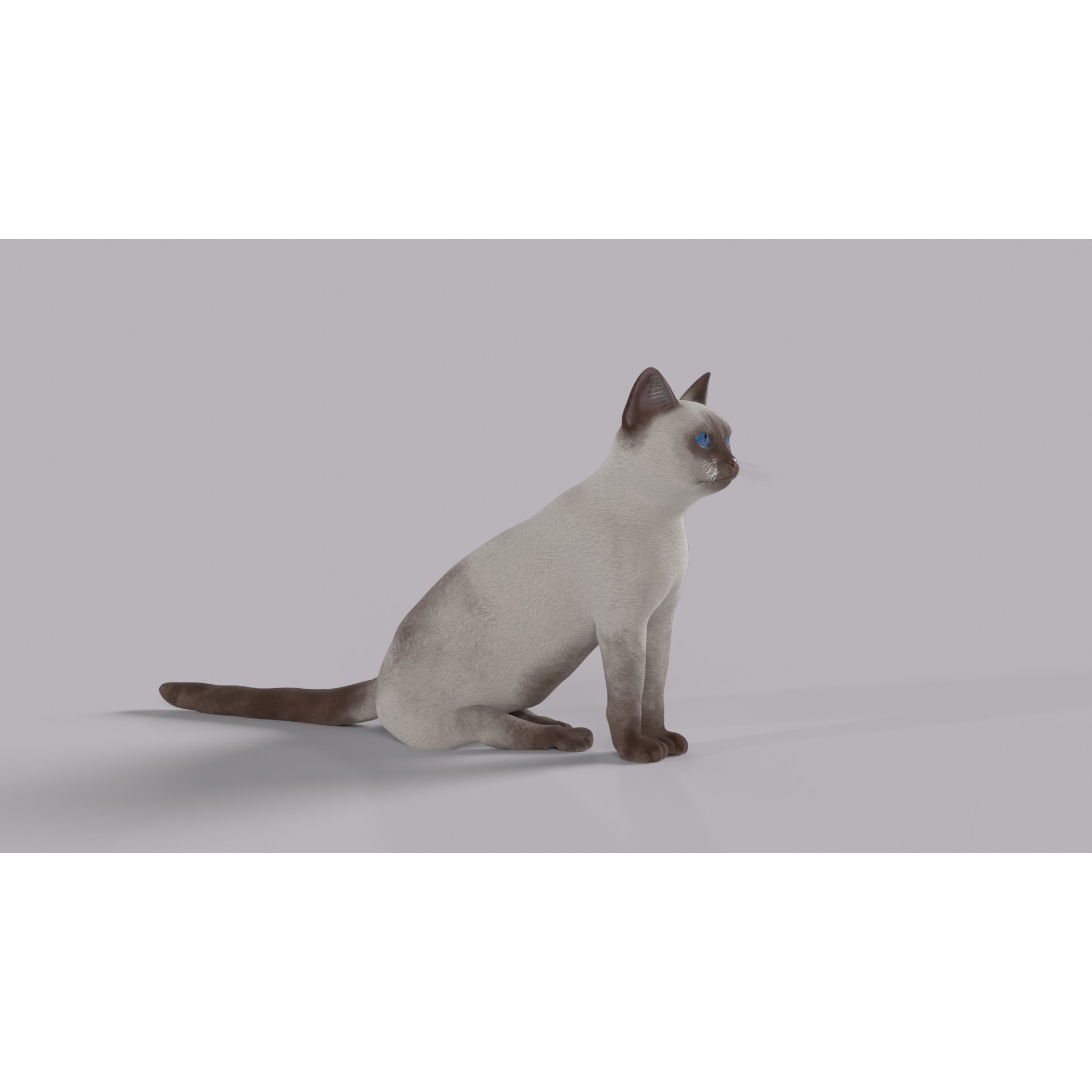 Balinese Cat 3D Model – Low Poly Rigged Asset, FBX & Blender - View 6