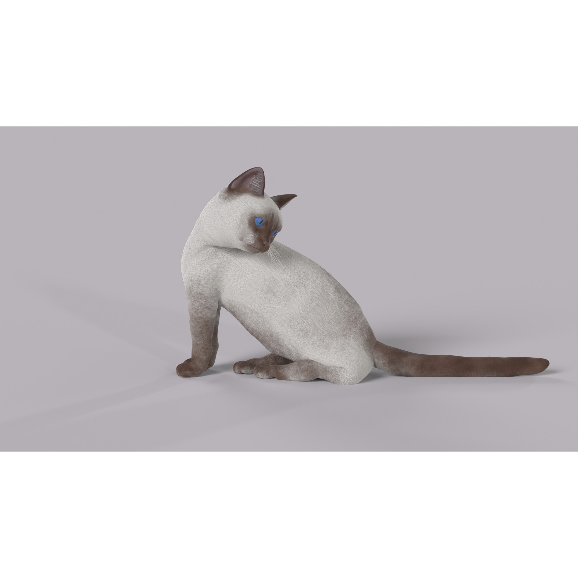 Balinese Cat 3D Model – Low Poly Rigged Asset, FBX & Blender - View 7