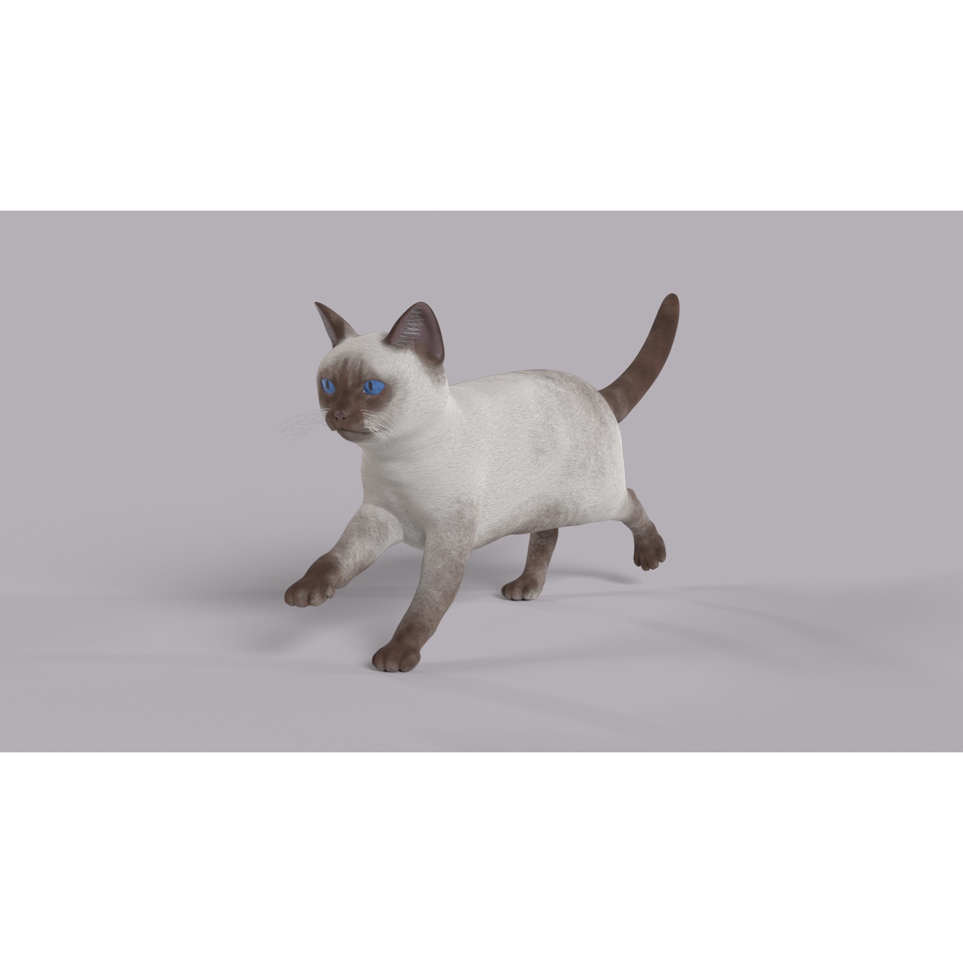 Balinese Cat 3D Model – Low Poly Rigged Asset, FBX & Blender - View 8
