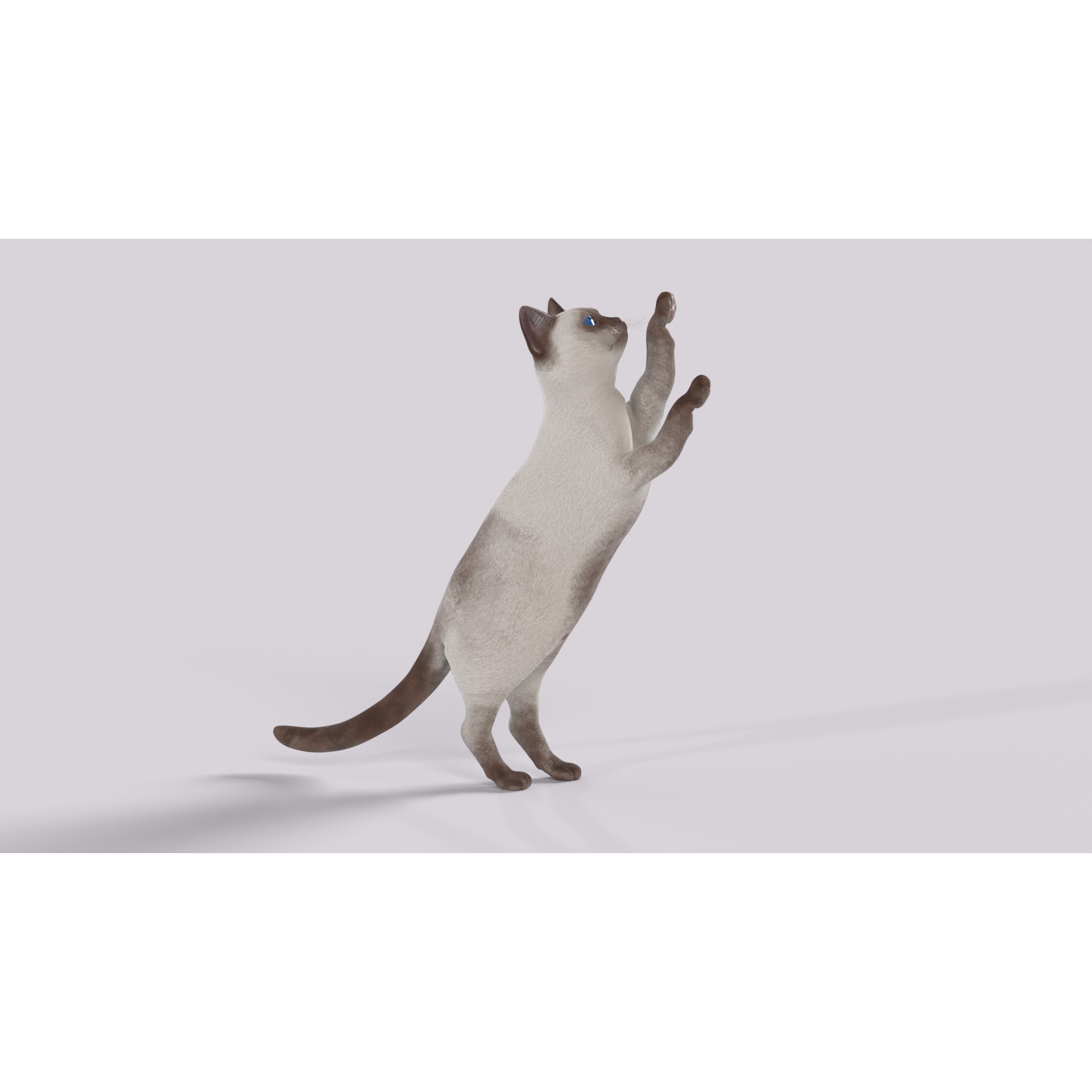 Balinese Cat 3D Model – Low Poly Rigged Asset, FBX & Blender - View 9