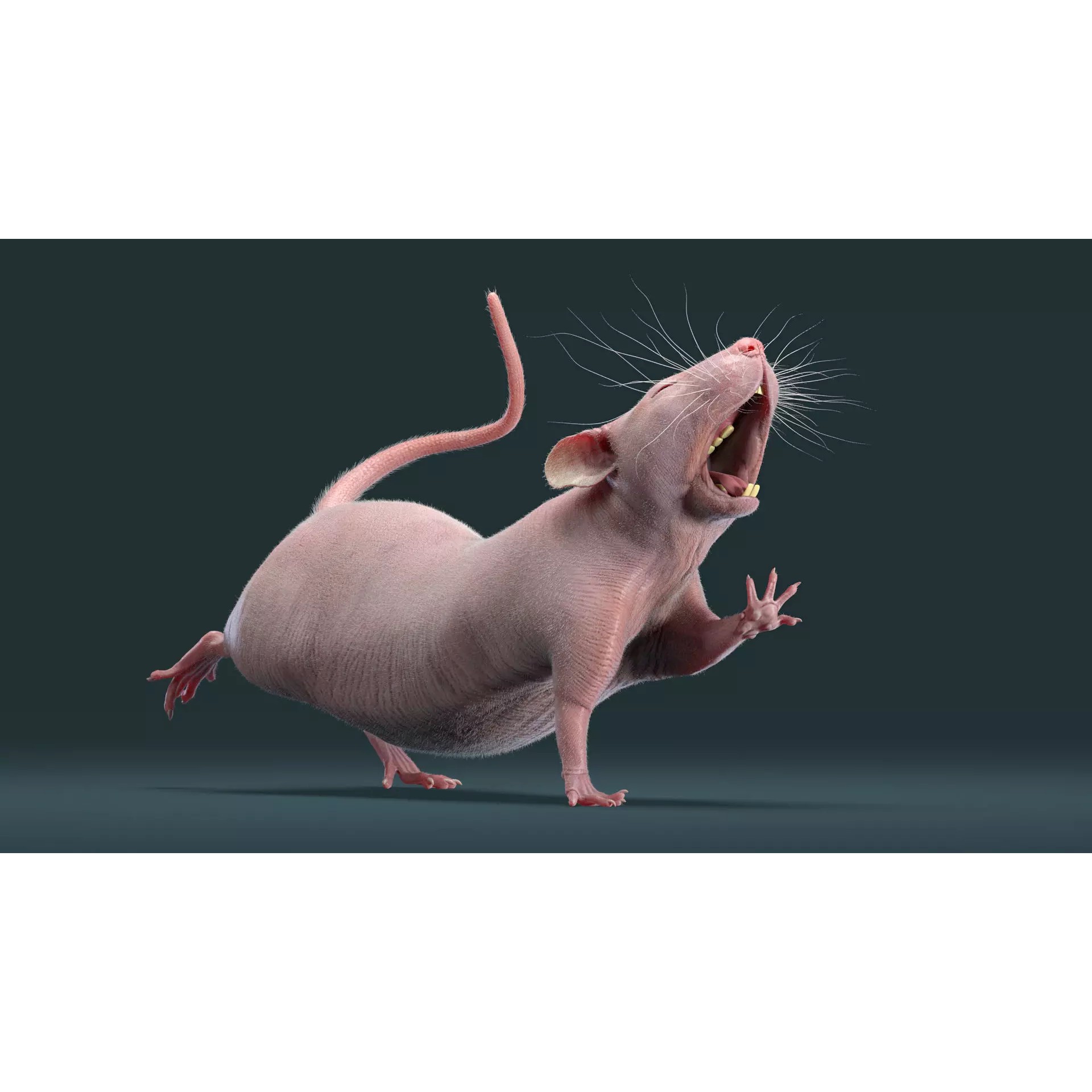 Hairless Rat 3D Model – Rigged Animated Character, FBX, OBJ - View 10