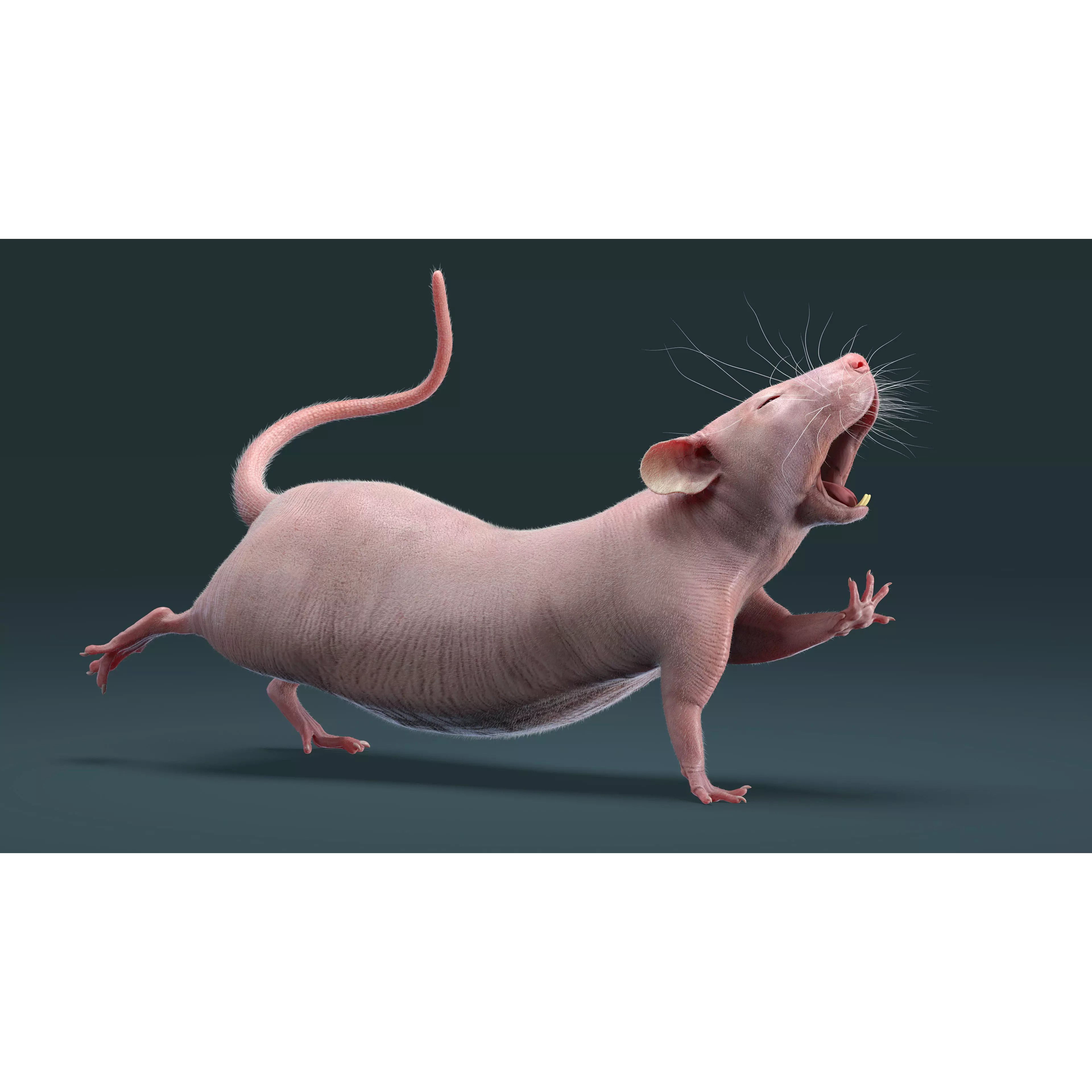 Hairless Rat 3D Model – Rigged Animated Character, FBX, OBJ - View 11