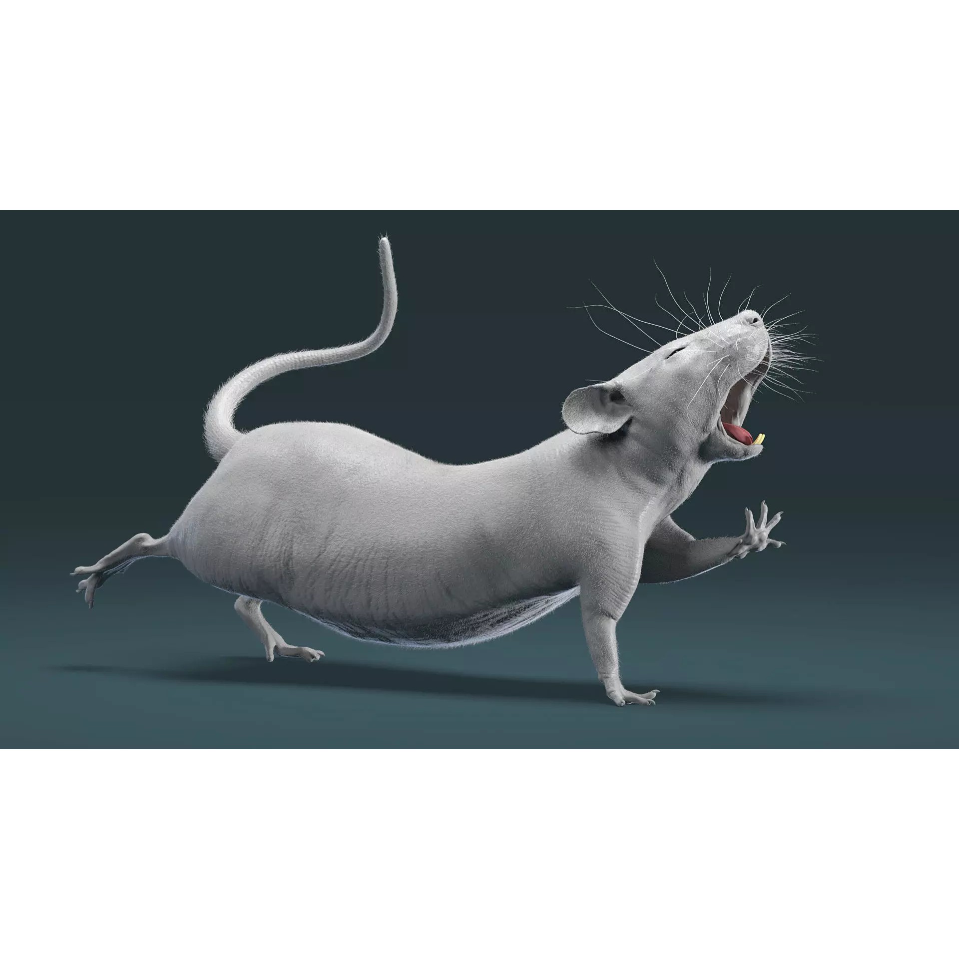 Hairless Rat 3D Model – Rigged Animated Character, FBX, OBJ - View 12