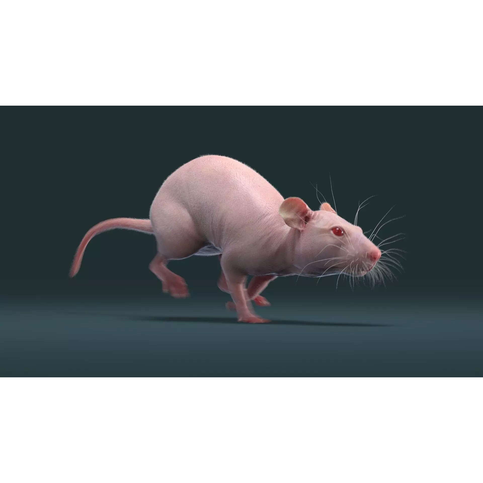 Hairless Rat 3D Model – Rigged Animated Character, FBX, OBJ - View 13