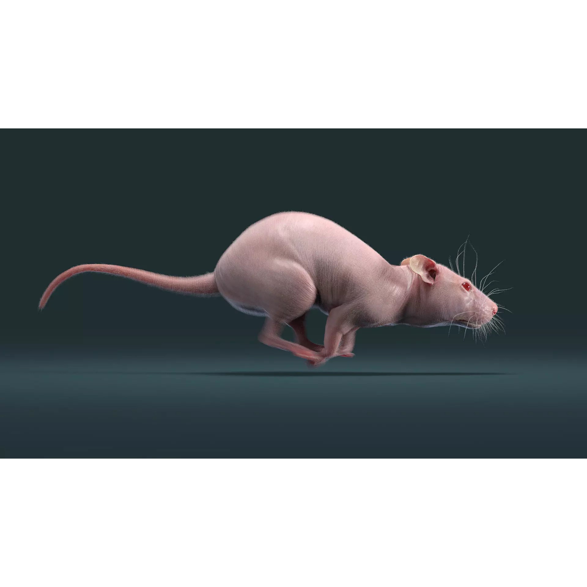 Hairless Rat 3D Model – Rigged Animated Character, FBX, OBJ - View 14