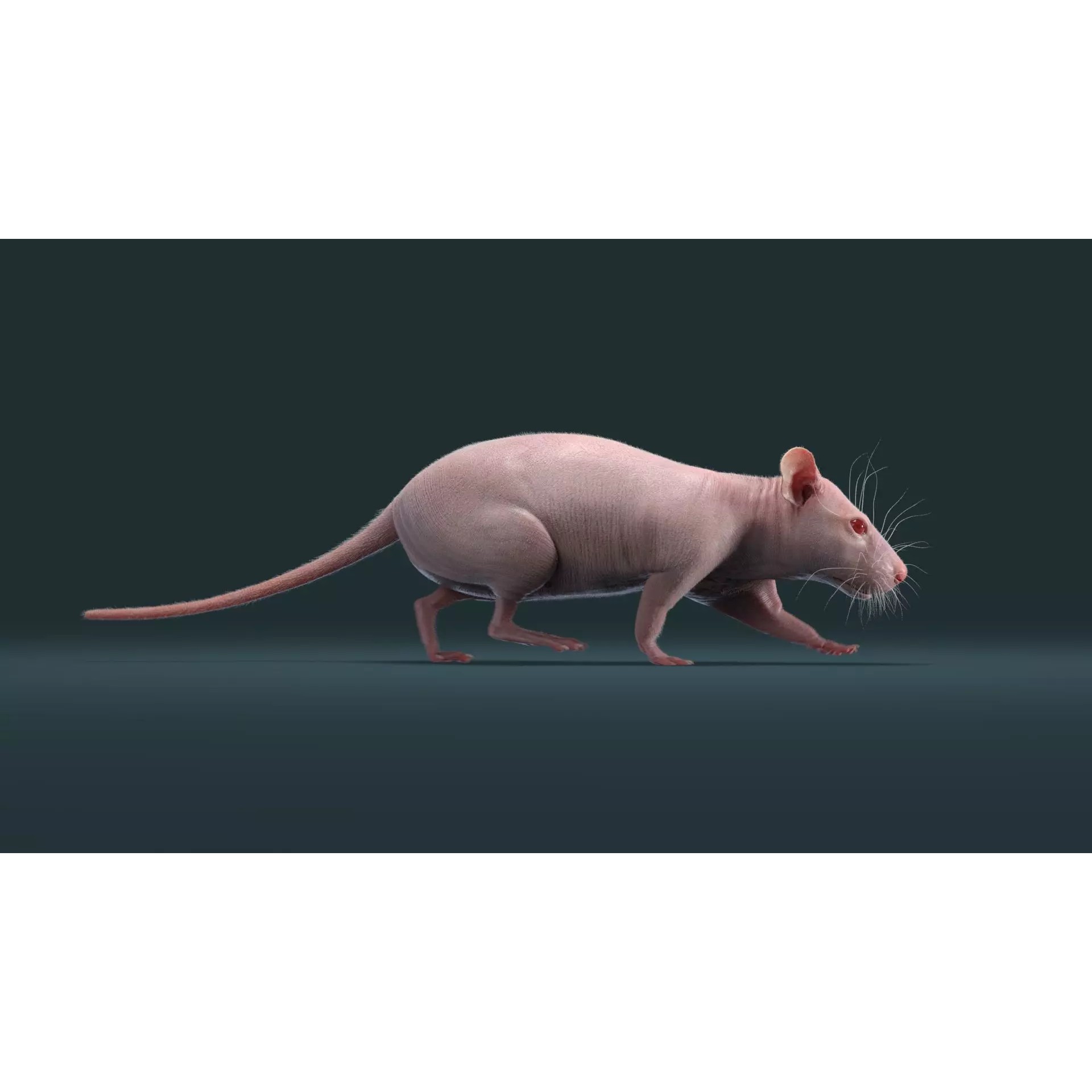 Hairless Rat 3D Model – Rigged Animated Character, FBX, OBJ - View 15