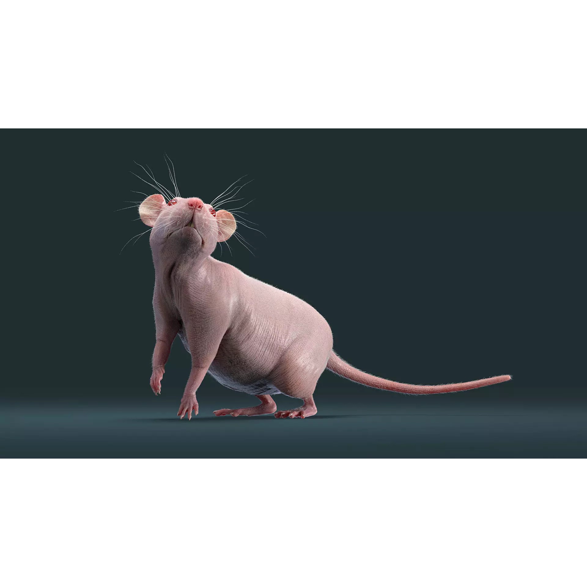 Hairless Rat 3D Model – Rigged Animated Character, FBX, OBJ - View 19