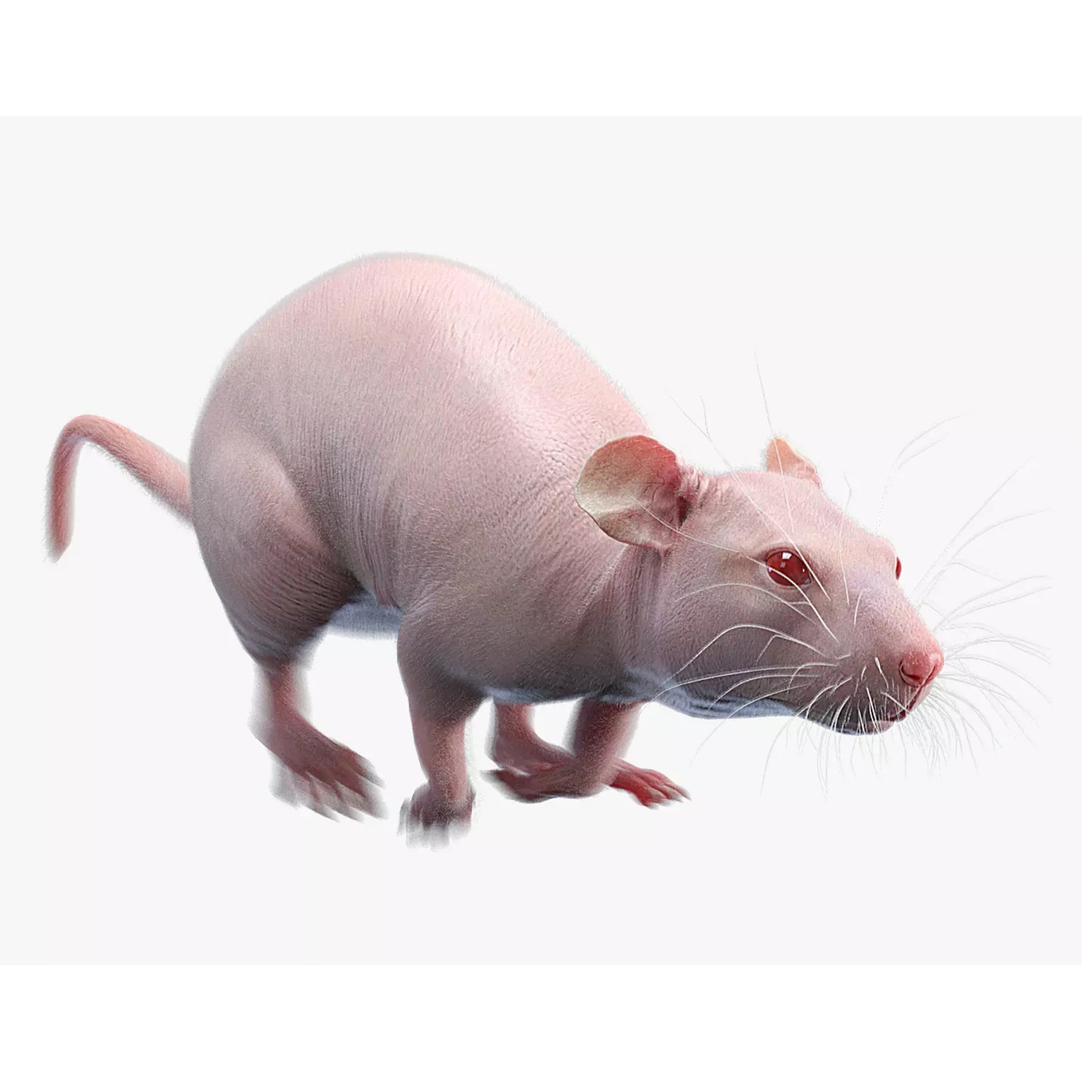 Hairless Rat 3D Model – Rigged Animated Character, FBX, OBJ - View 2