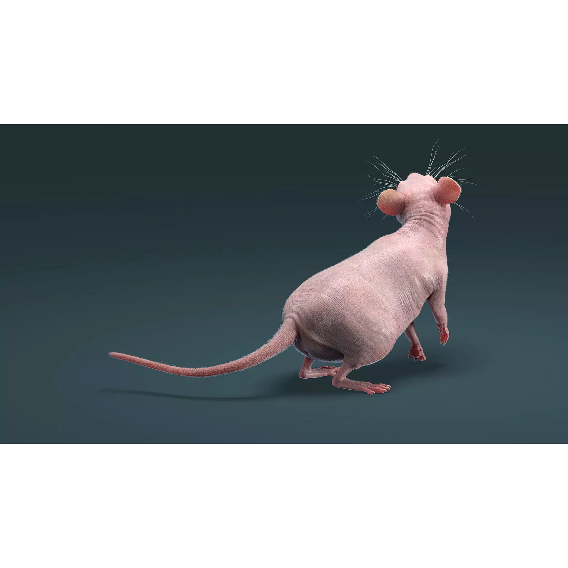 Hairless Rat 3D Model – Rigged Animated Character, FBX, OBJ - View 20