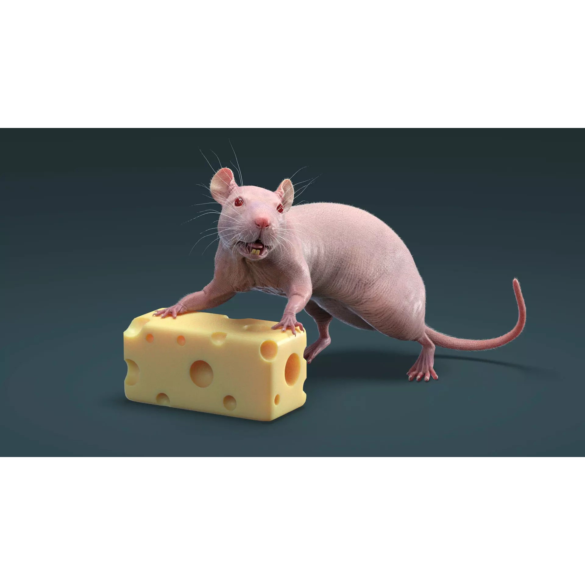 Hairless Rat 3D Model – Rigged Animated Character, FBX, OBJ - View 21