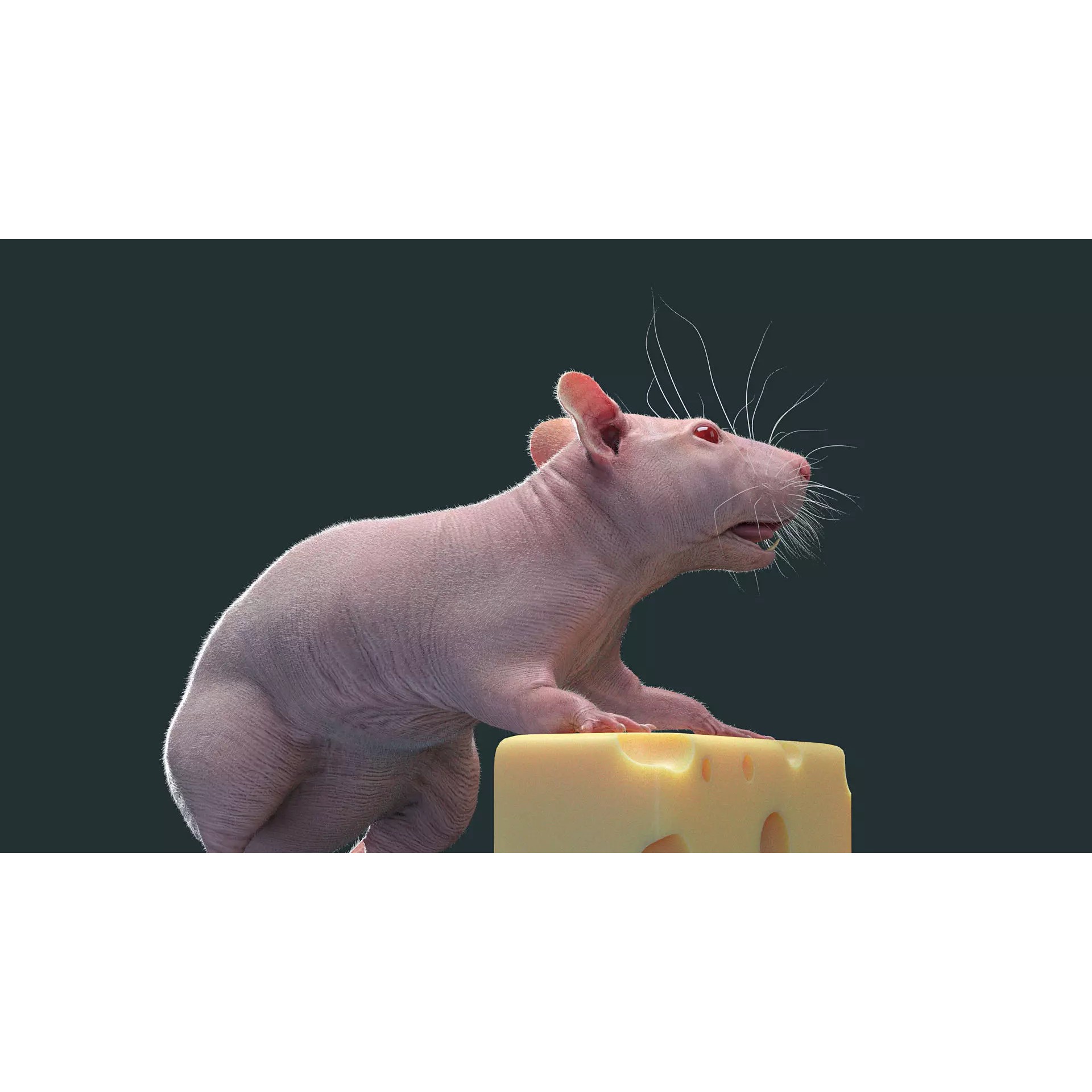 Hairless Rat 3D Model – Rigged Animated Character, FBX, OBJ - View 22