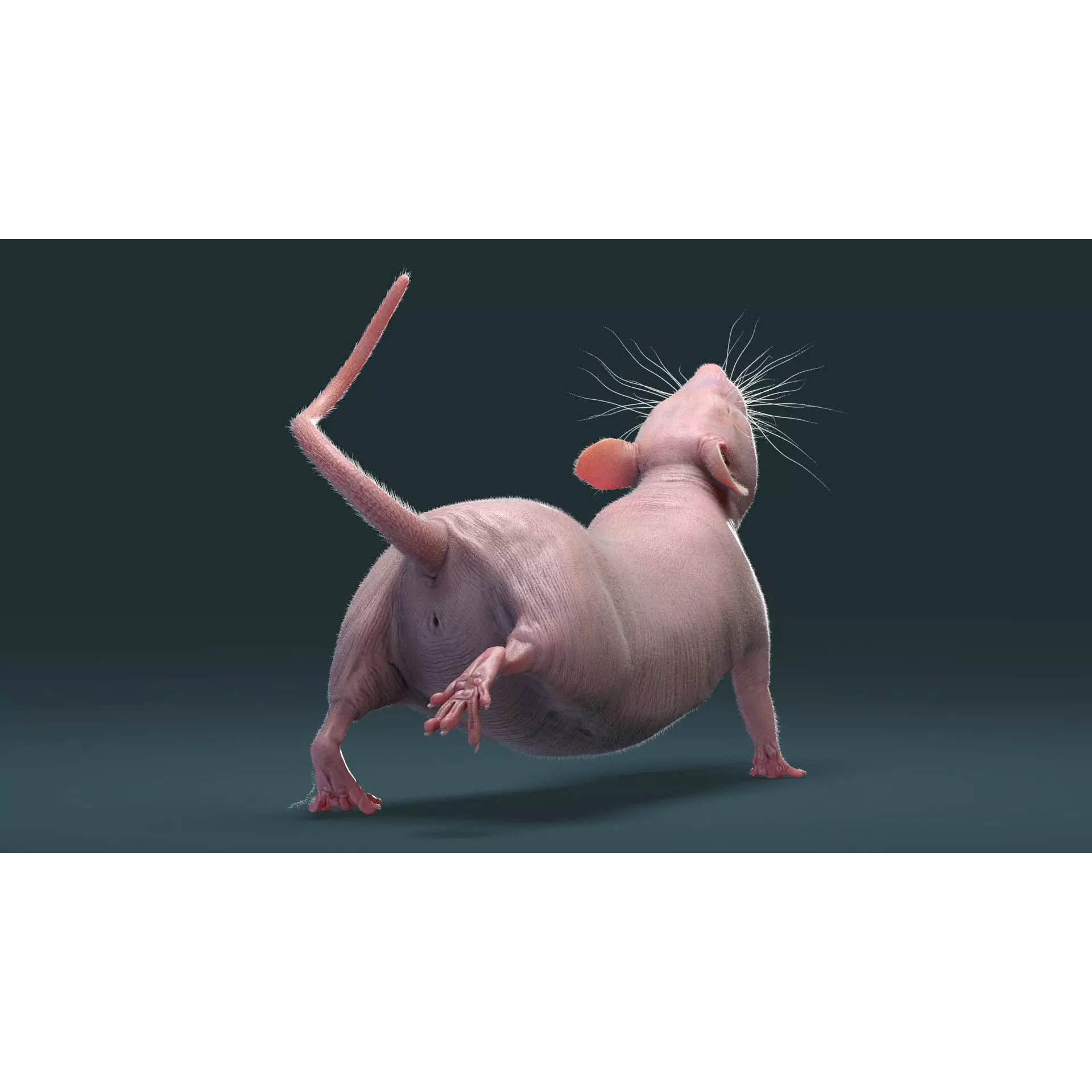Hairless Rat 3D Model – Rigged Animated Character, FBX, OBJ - View 23