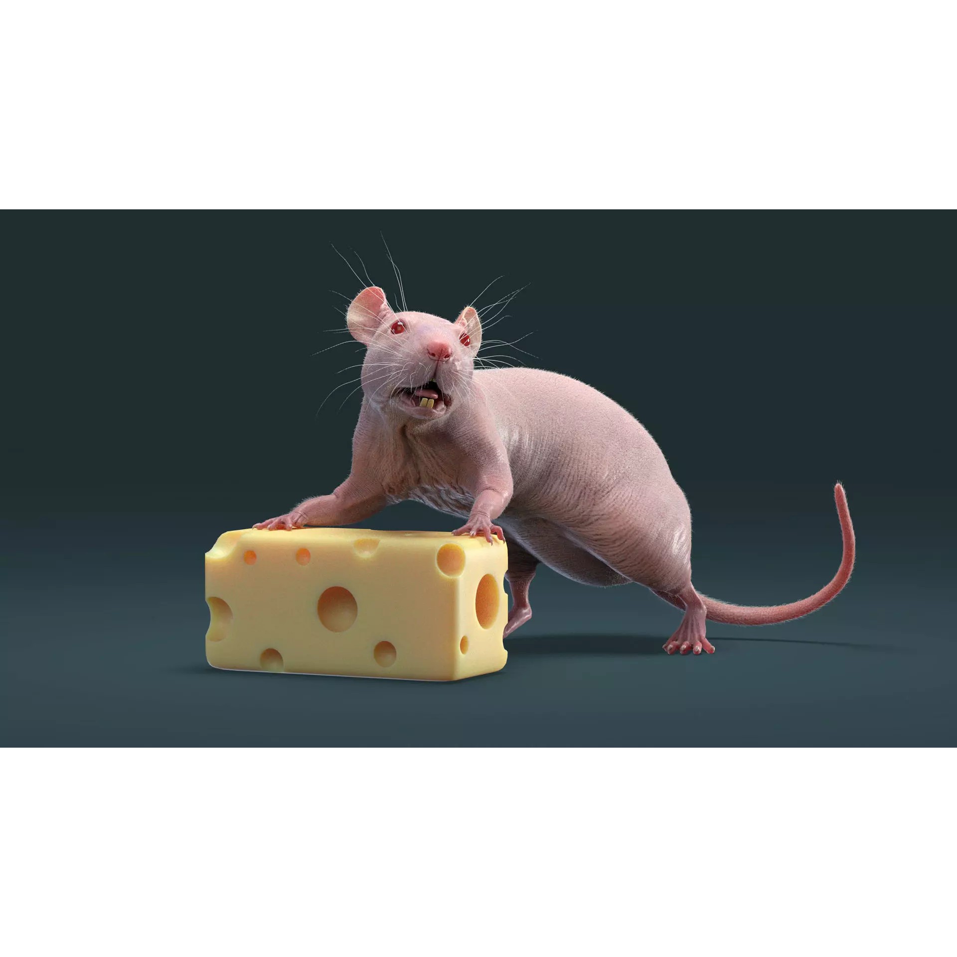 Hairless Rat 3D Model – Rigged Animated Character, FBX, OBJ - View 24