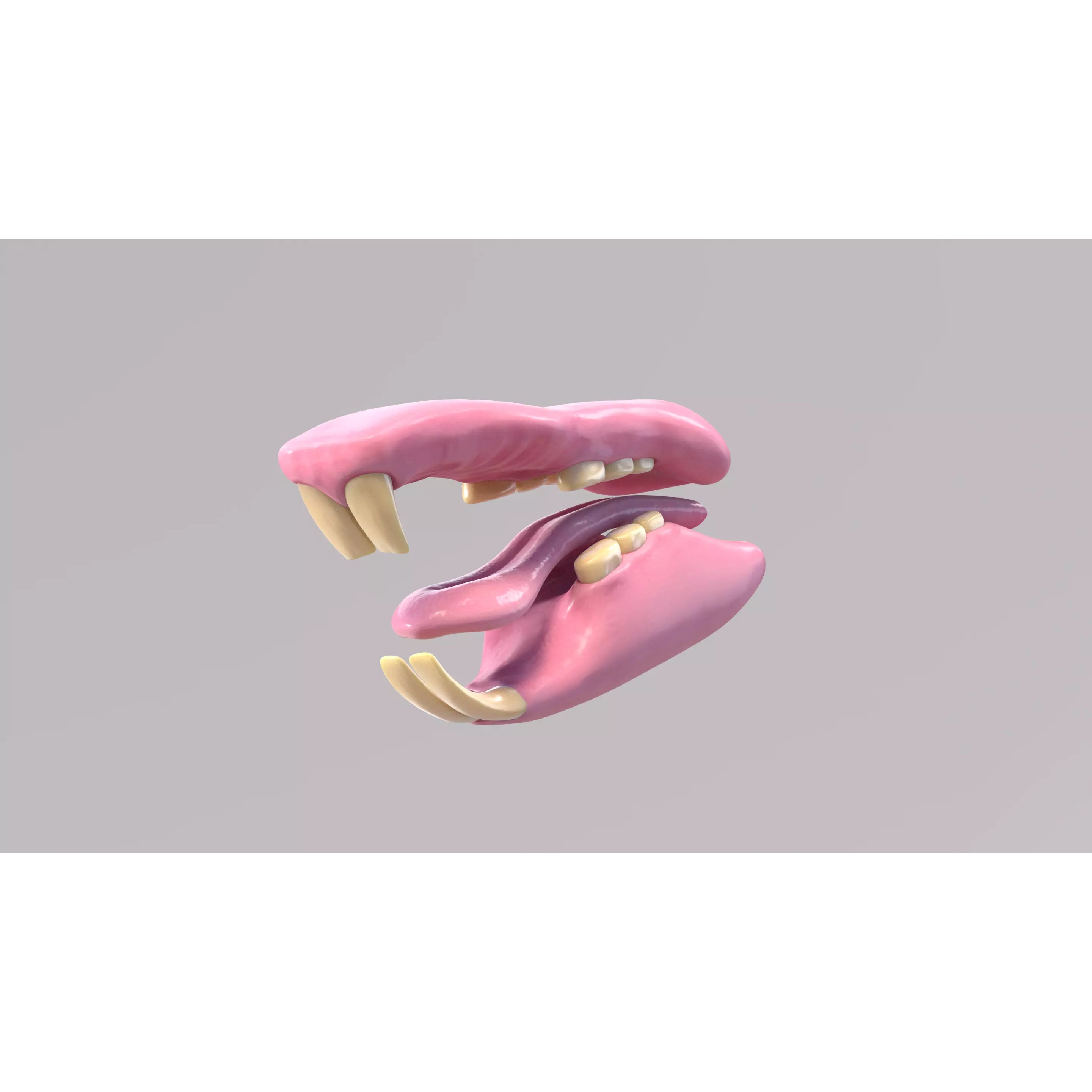 Hairless Rat 3D Model – Rigged Animated Character, FBX, OBJ - View 25