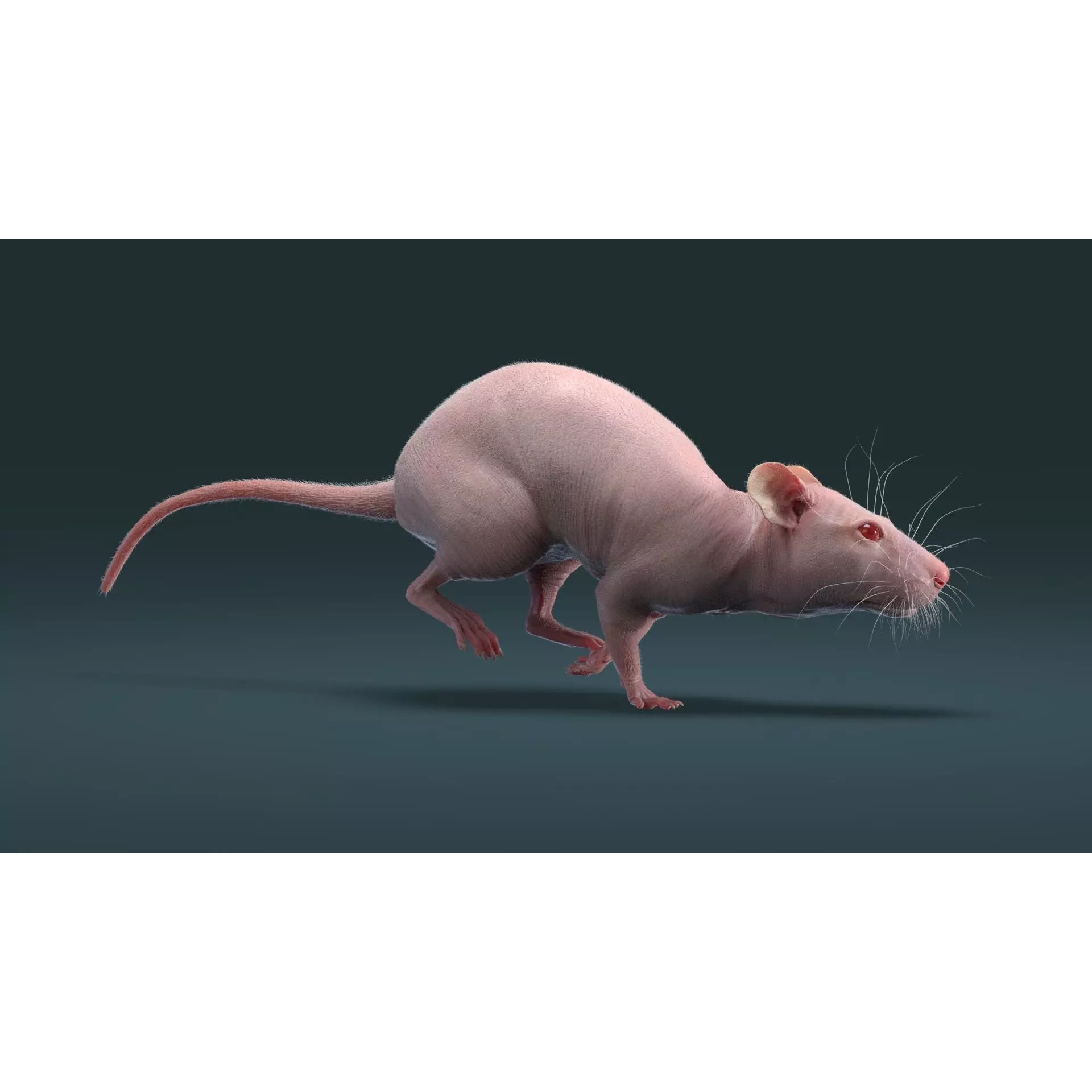 Hairless Rat 3D Model – Rigged Animated Character, FBX, OBJ - View 3