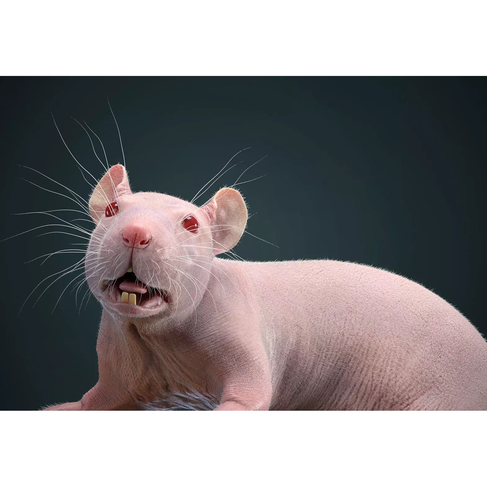 Hairless Rat 3D Model – Rigged Animated Character, FBX, OBJ - View 4