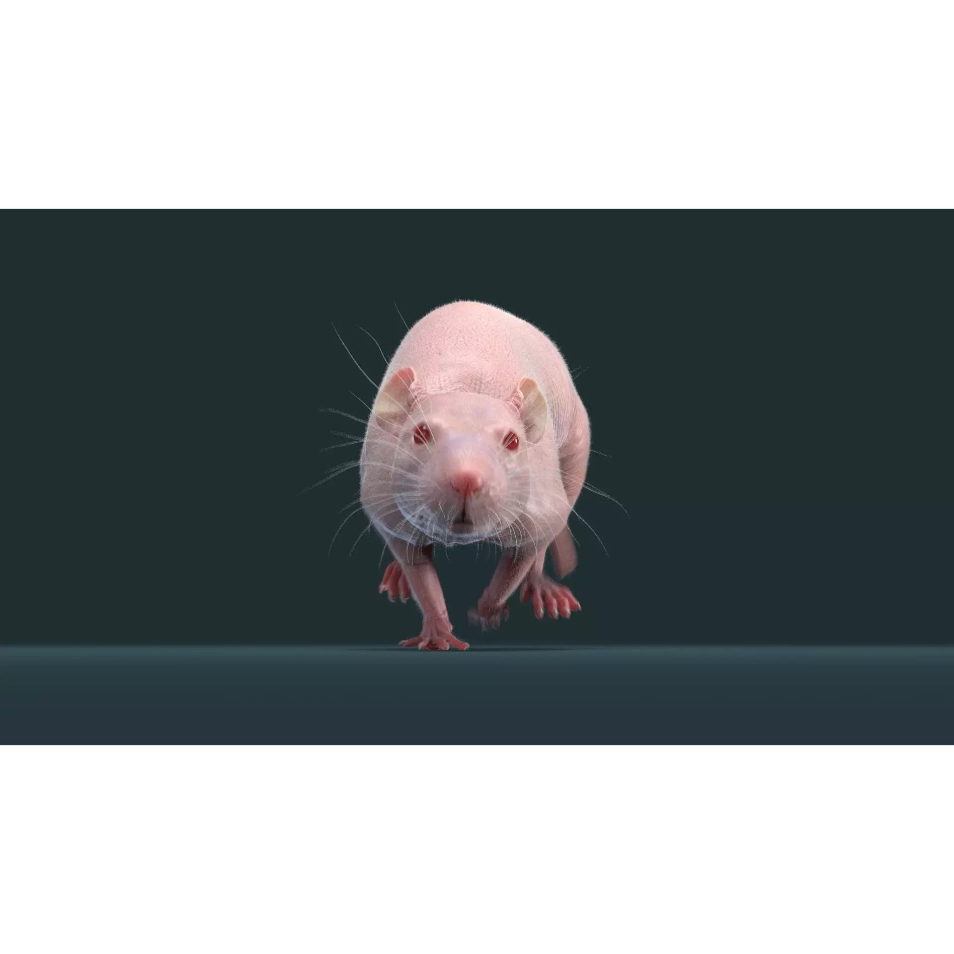 Hairless Rat 3D Model – Rigged Animated Character, FBX, OBJ - View 5