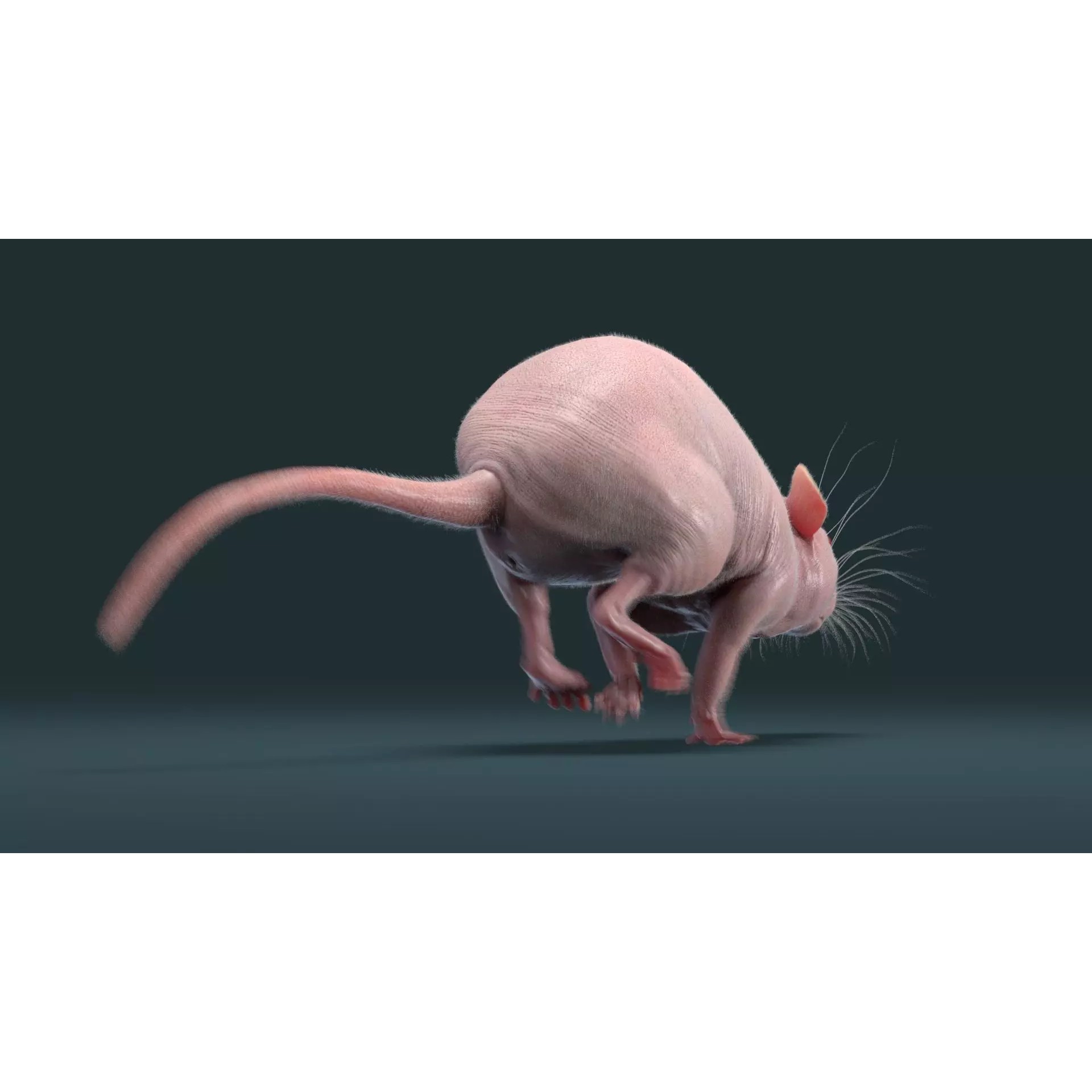 Hairless Rat 3D Model – Rigged Animated Character, FBX, OBJ - View 6