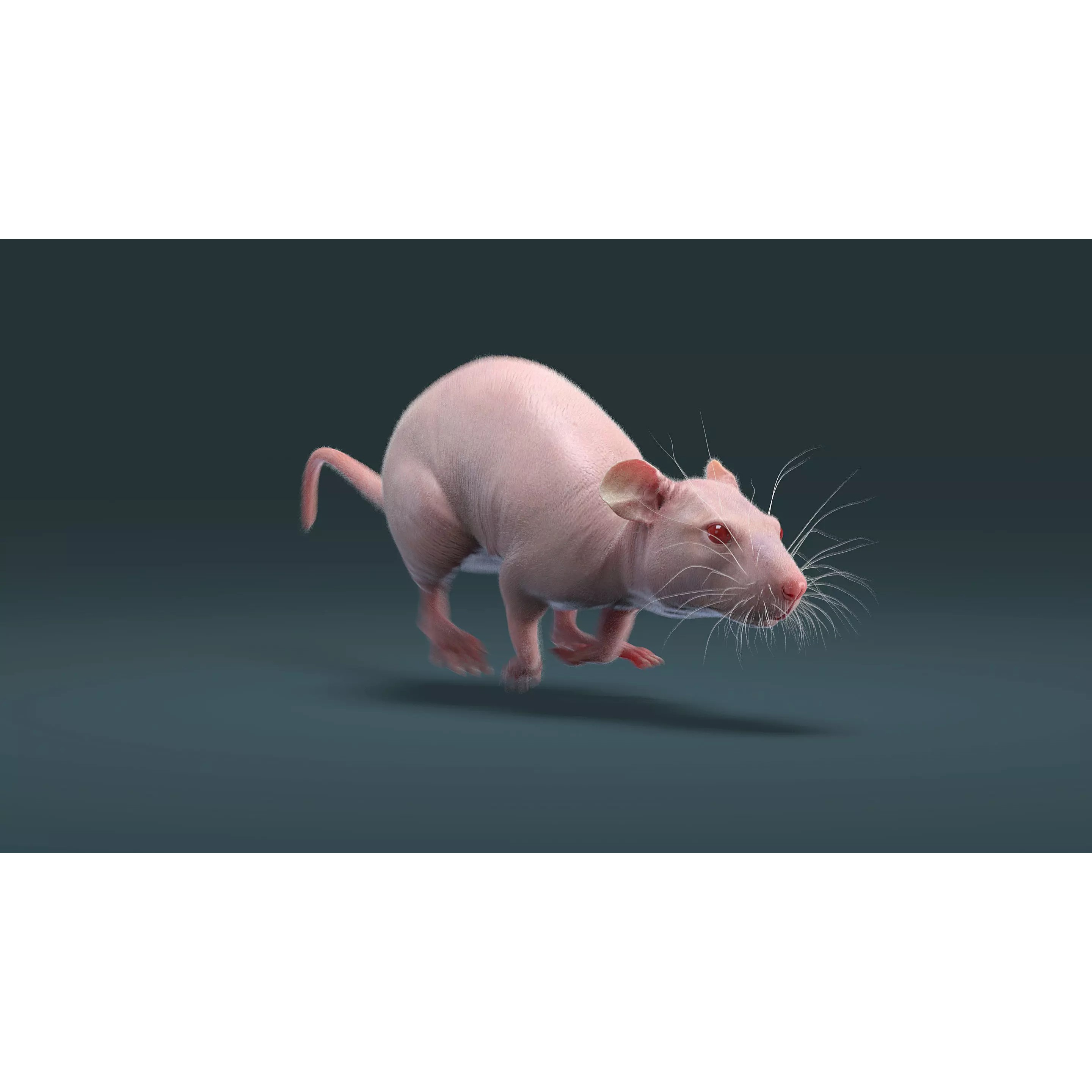 Hairless Rat 3D Model – Rigged Animated Character, FBX, OBJ - View 7