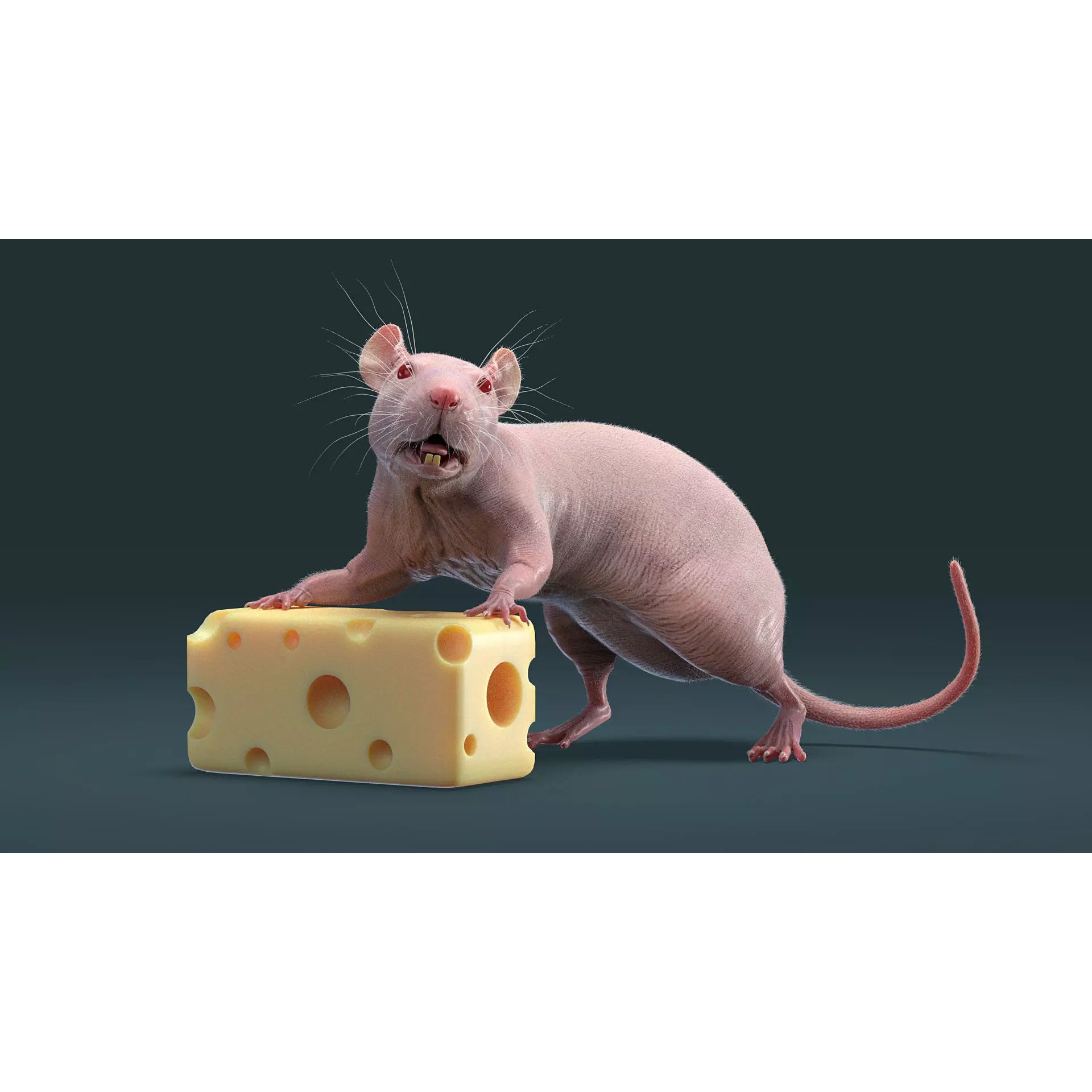 Hairless Rat 3D Model – Rigged Animated Character, FBX, OBJ - View 8
