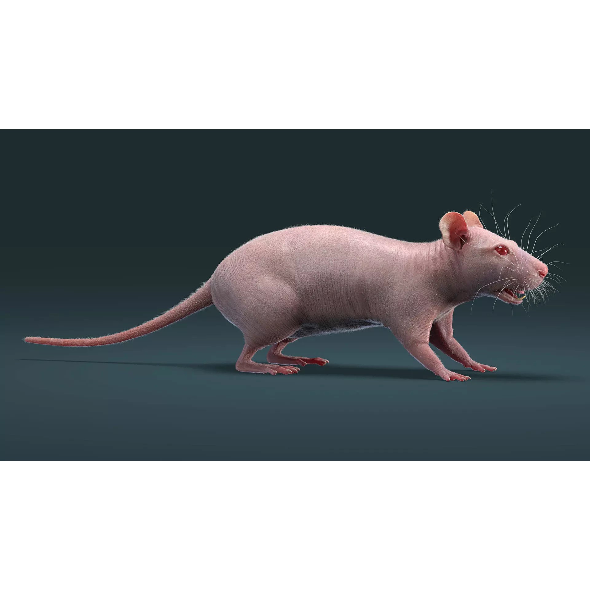 Hairless Rat 3D Model – Rigged Animated Character, FBX, OBJ - View 9