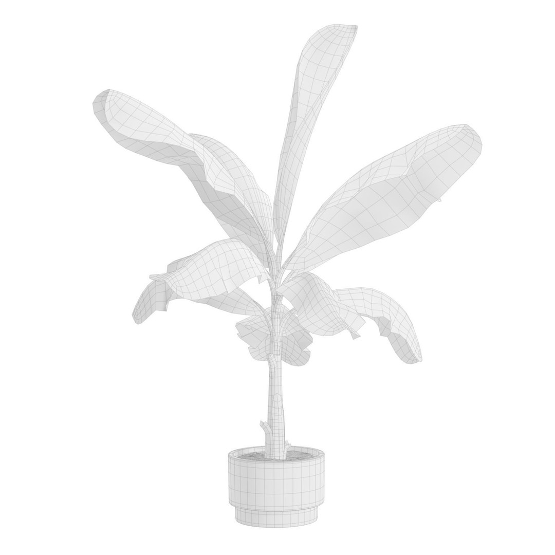 Indoor Plants 3D Model – Exotic Potted Collection, FBX & Blender - View 11