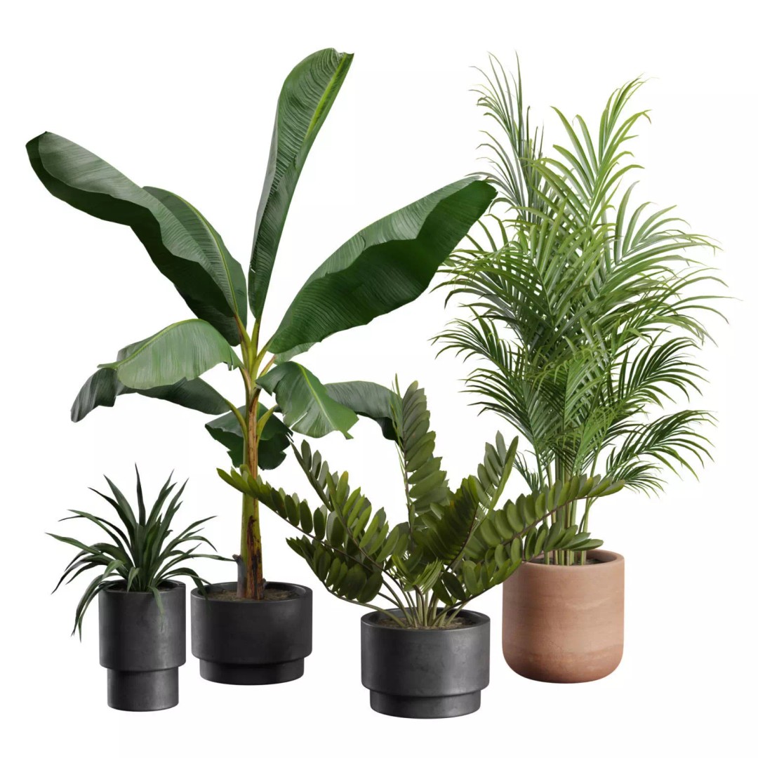 Indoor Plants 3D Model – Exotic Potted Collection, FBX & Blender - View 2