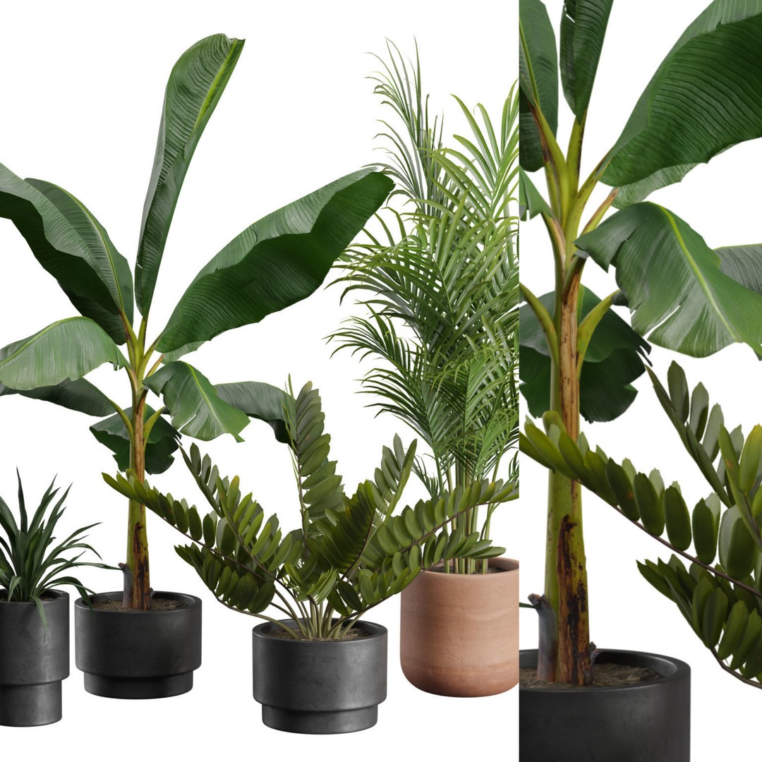 Indoor Plants 3D Model – Exotic Potted Collection, FBX & Blender - View 4