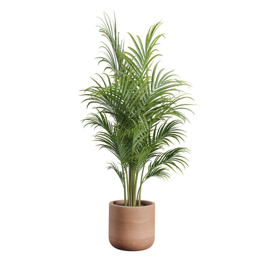 Indoor Plants 3D Model – Exotic Potted Collection, FBX & Blender - View 5