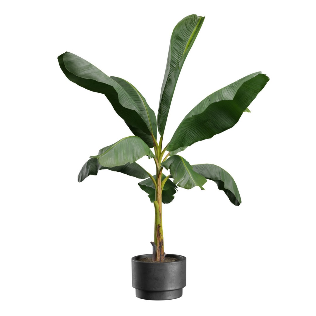 Indoor Plants 3D Model – Exotic Potted Collection, FBX & Blender - View 6