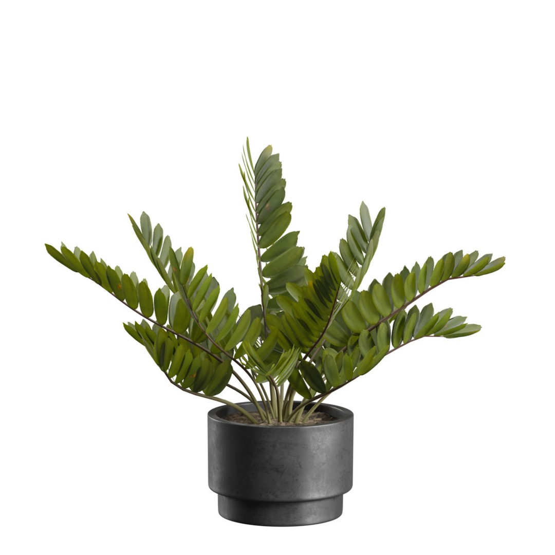 Indoor Plants 3D Model – Exotic Potted Collection, FBX & Blender - View 7