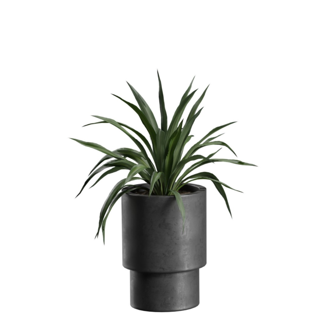 Indoor Plants 3D Model – Exotic Potted Collection, FBX & Blender - View 8