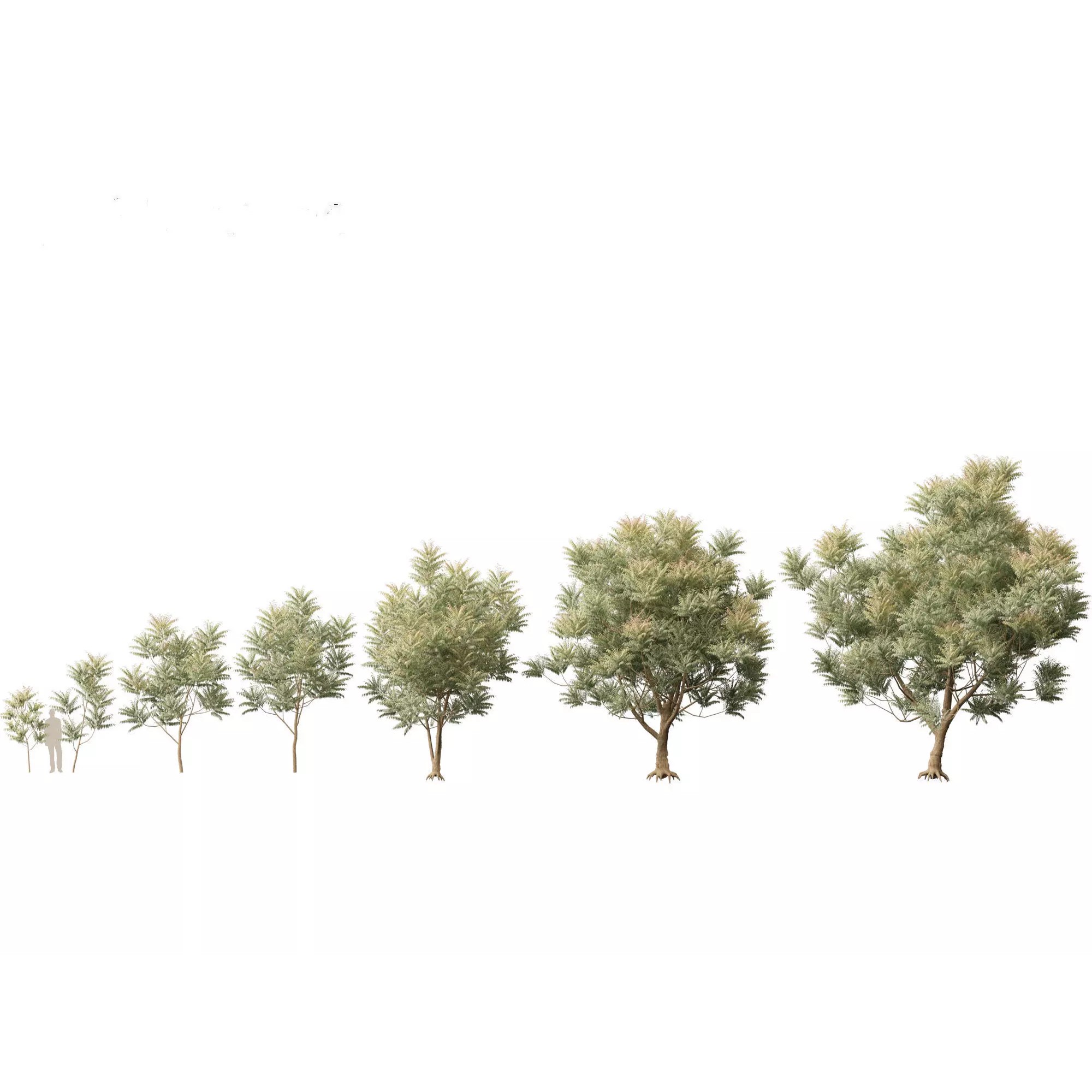 Tropical Architectural Foliage Pack - High-Poly 3D Model - View 10