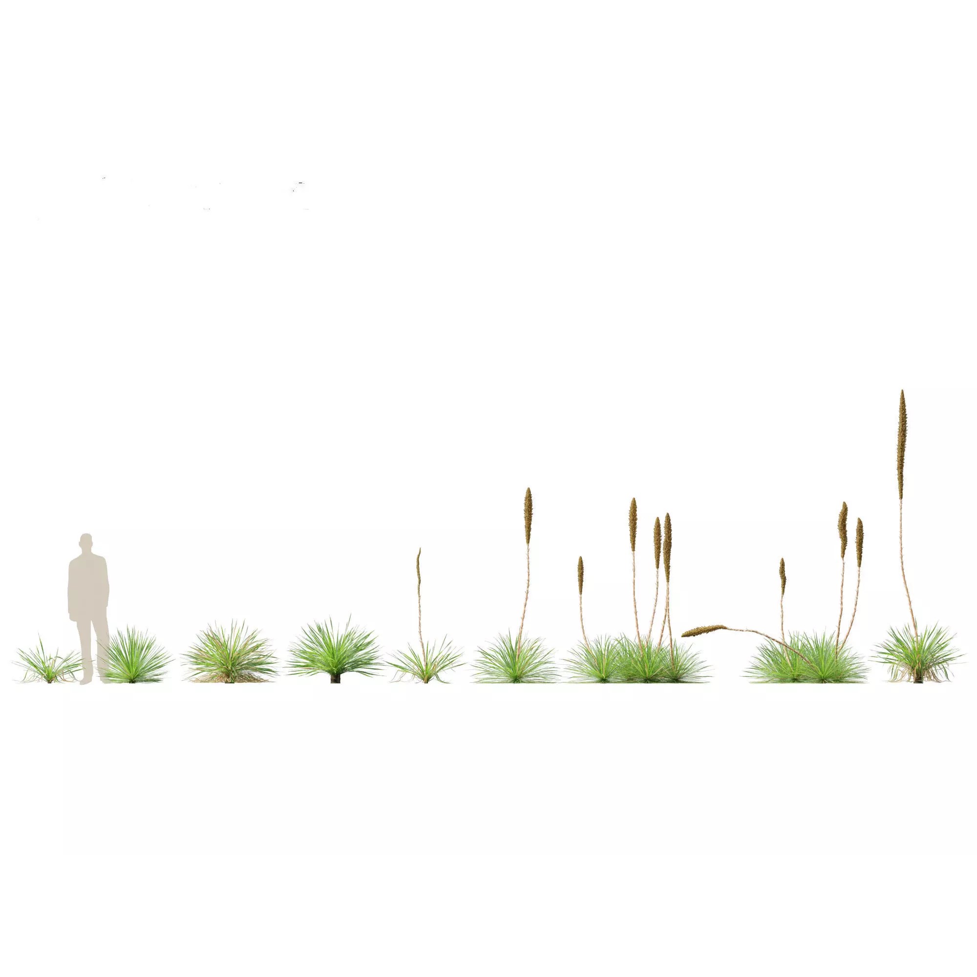 Tropical Architectural Foliage Pack - High-Poly 3D Model - View 14