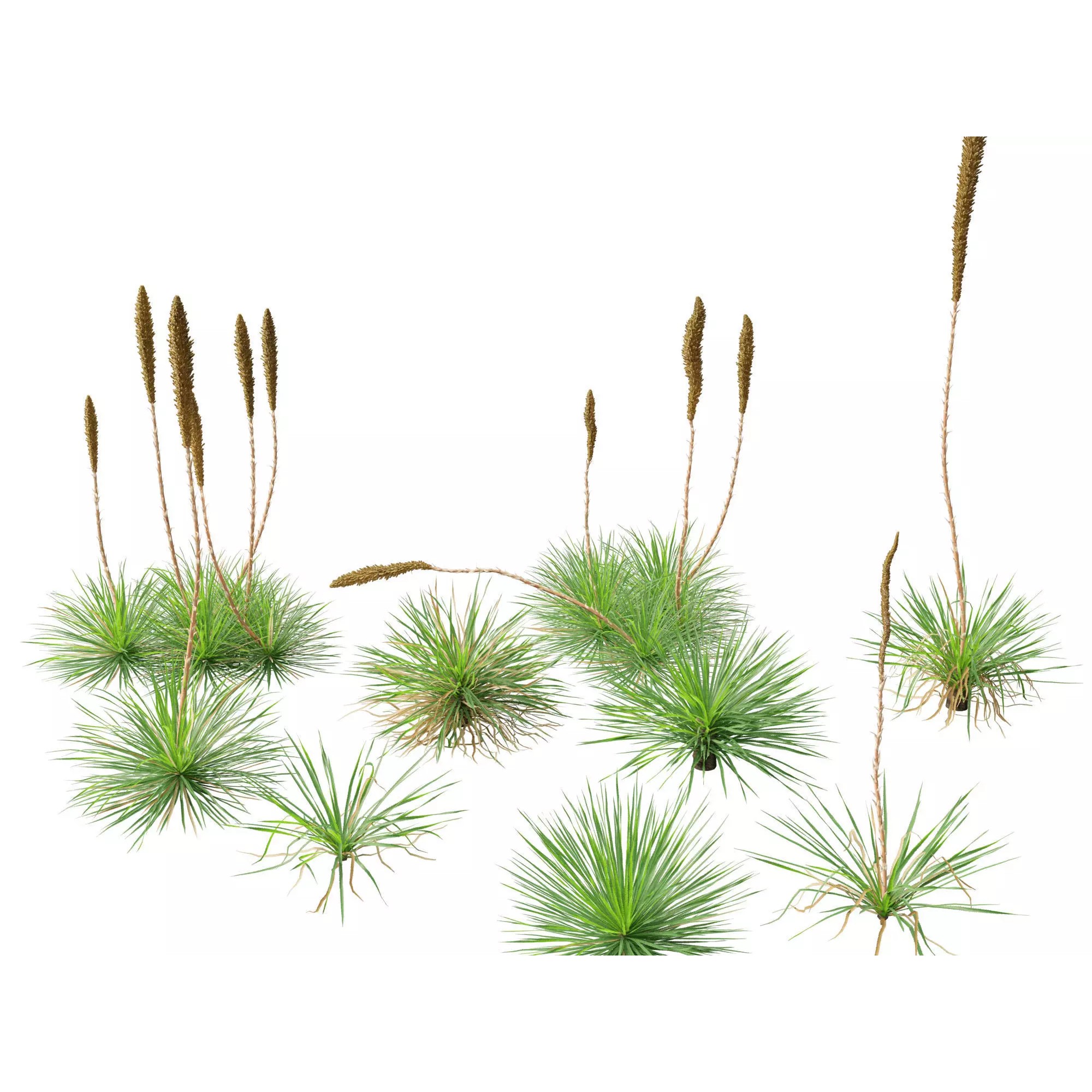 Tropical Architectural Foliage Pack - High-Poly 3D Model - View 15