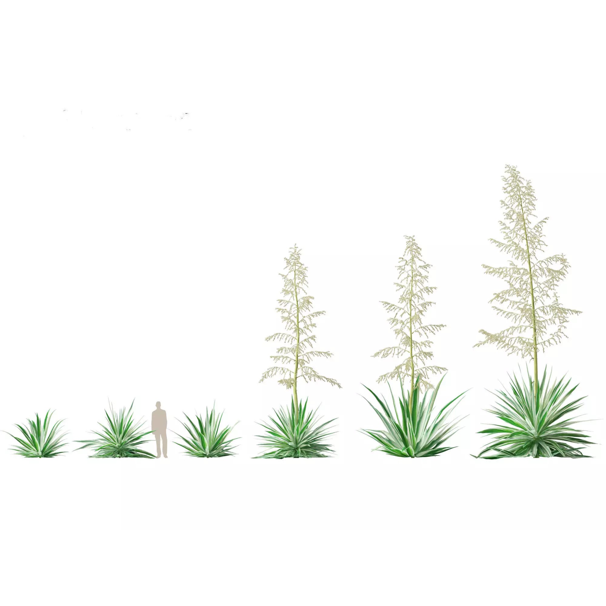 Tropical Architectural Foliage Pack - High-Poly 3D Model - View 16