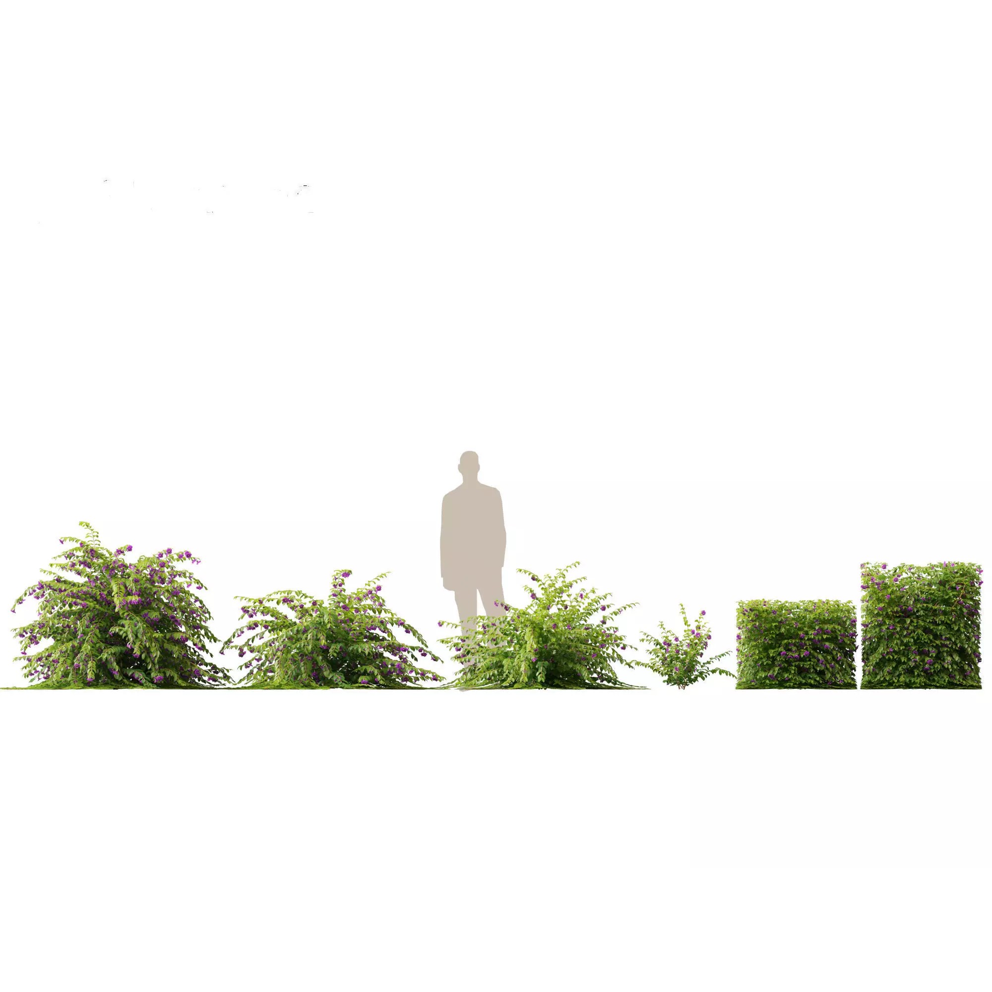 Tropical Architectural Foliage Pack - High-Poly 3D Model - View 22