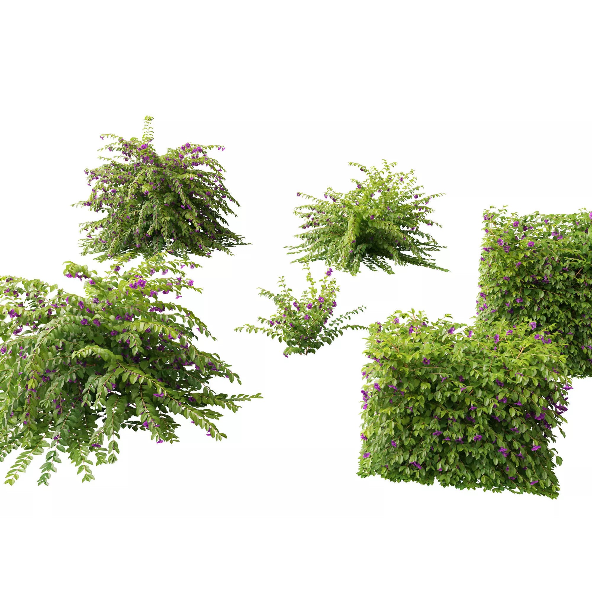 Tropical Architectural Foliage Pack - High-Poly 3D Model - View 23