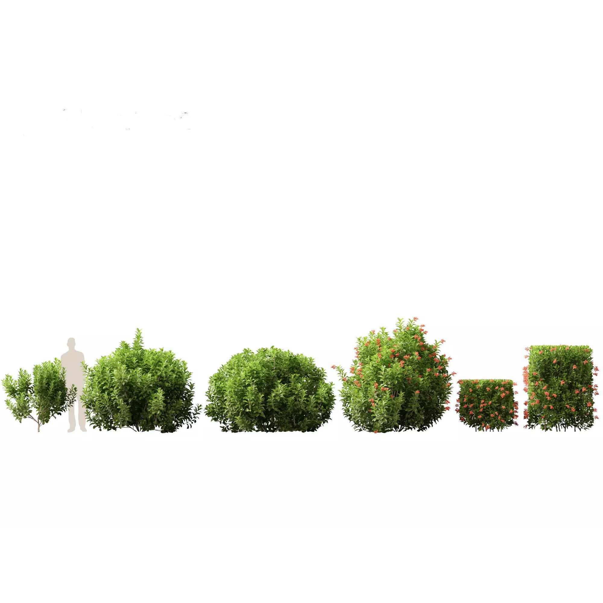 Tropical Architectural Foliage Pack - High-Poly 3D Model - View 24