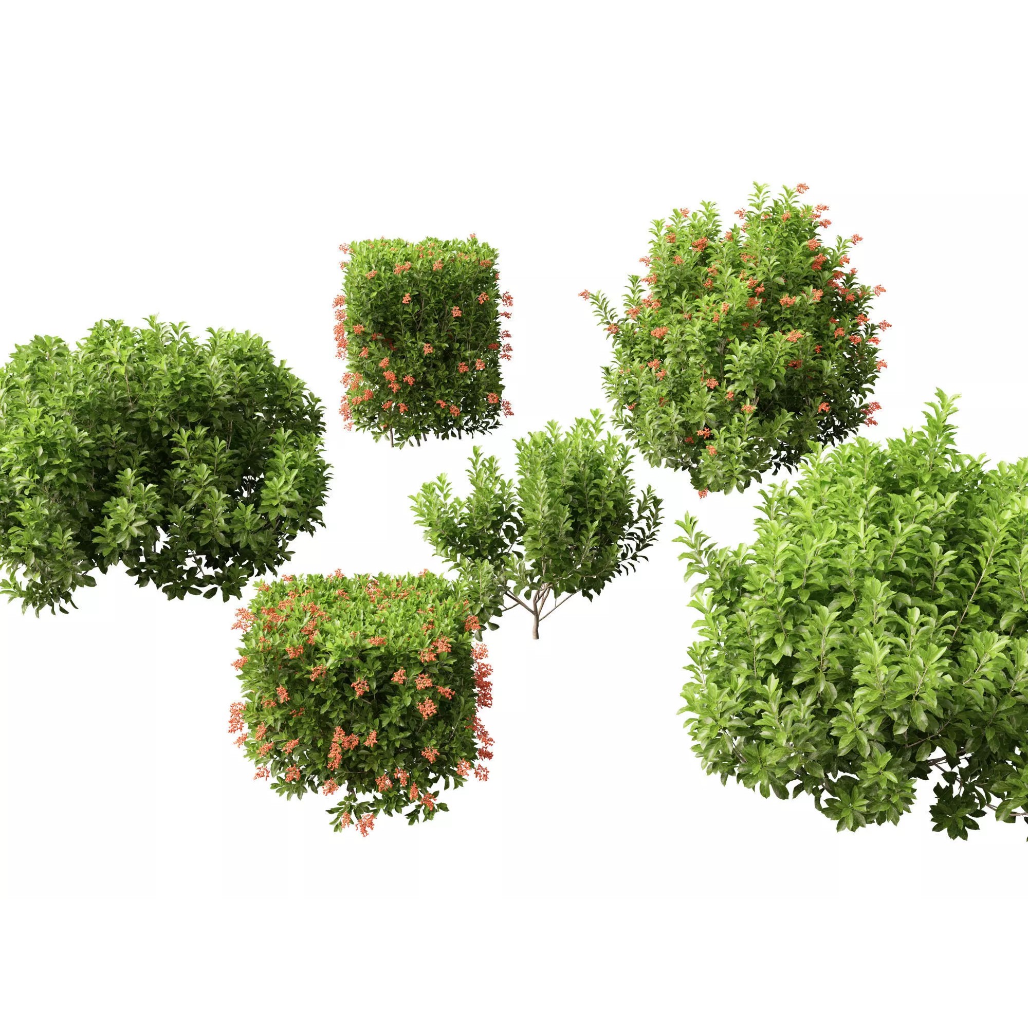 Tropical Architectural Foliage Pack - High-Poly 3D Model - View 25