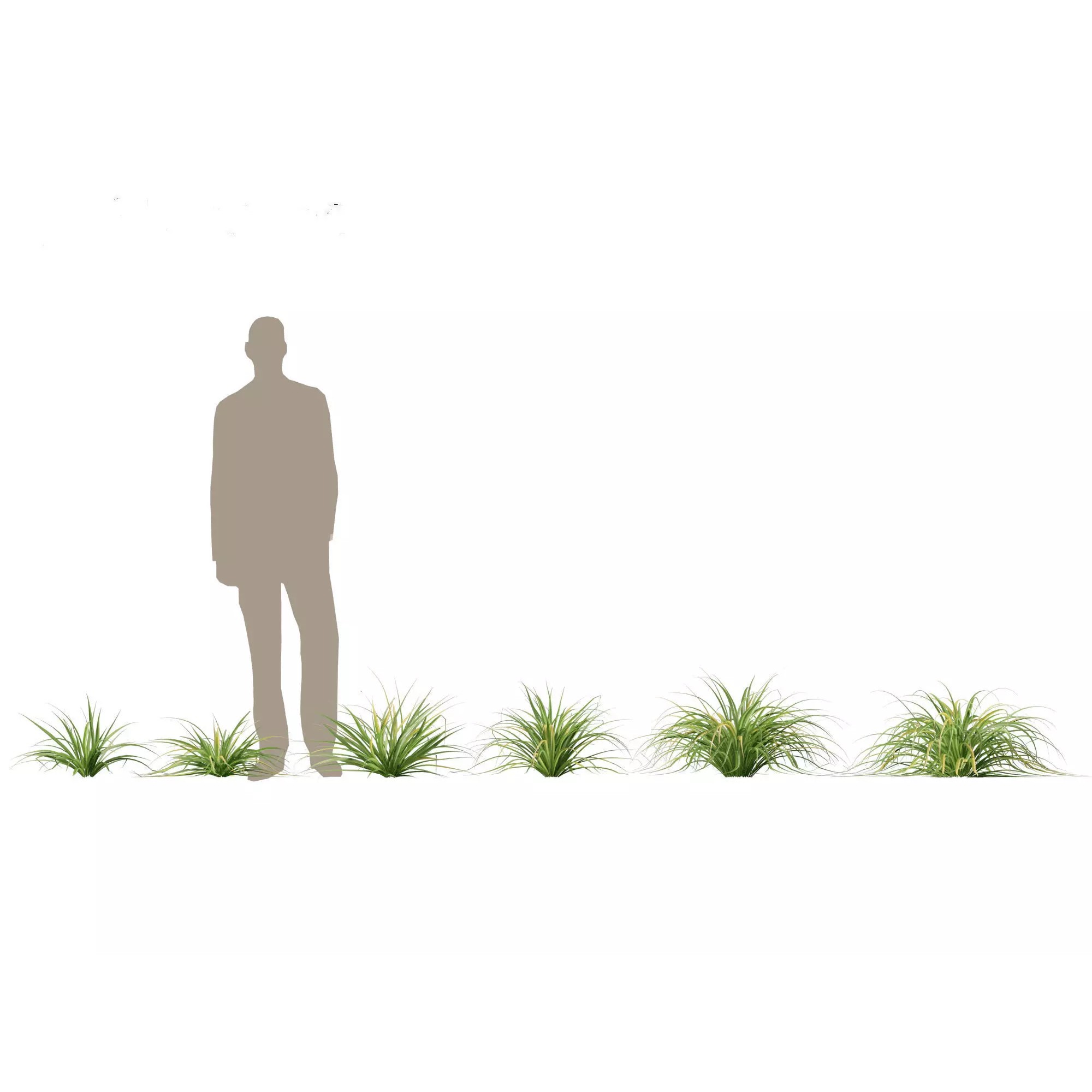 Tropical Architectural Foliage Pack - High-Poly 3D Model - View 6