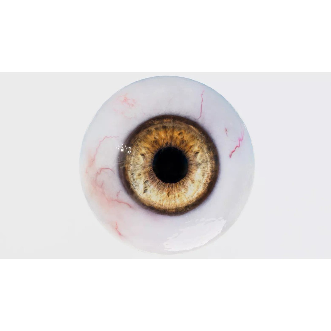 Human Eye 3D Model – Realistic Low-Poly Eyeball with Adjustable Pupil - View 2