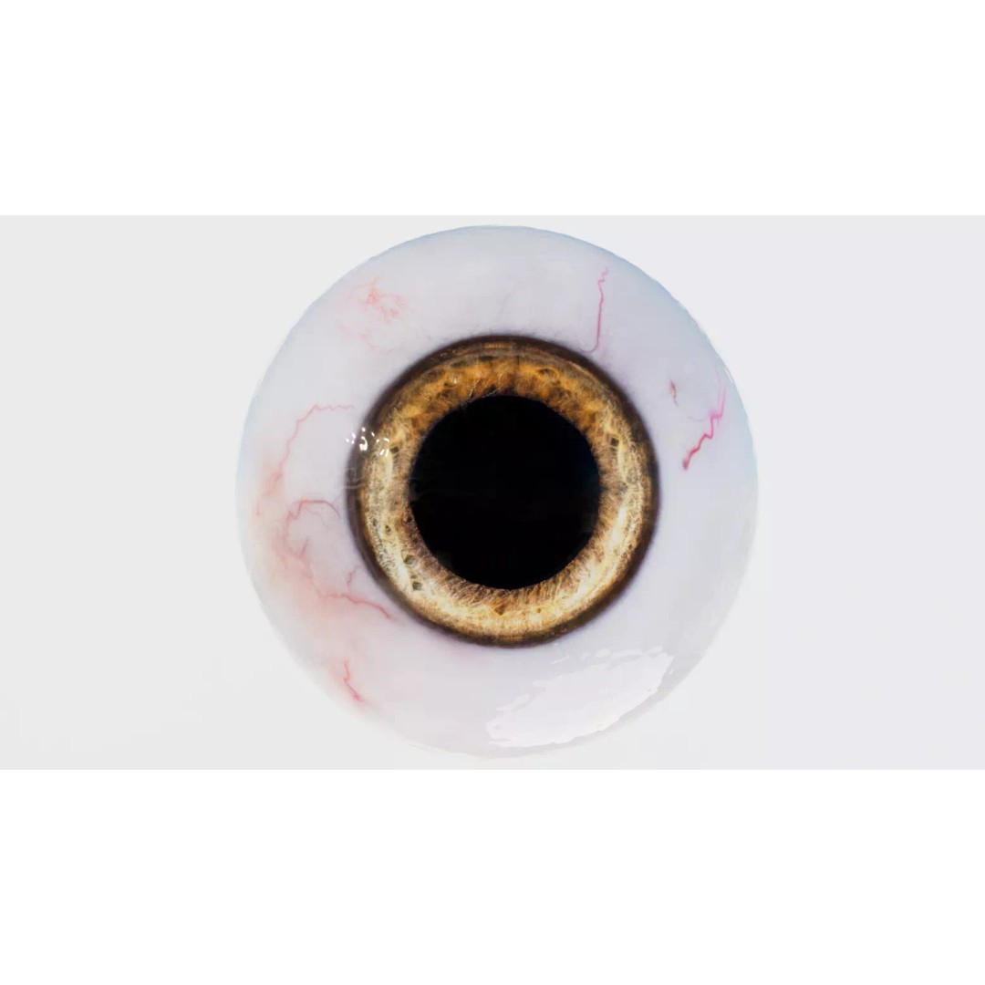 Human Eye 3D Model – Realistic Low-Poly Eyeball with Adjustable Pupil - View 3