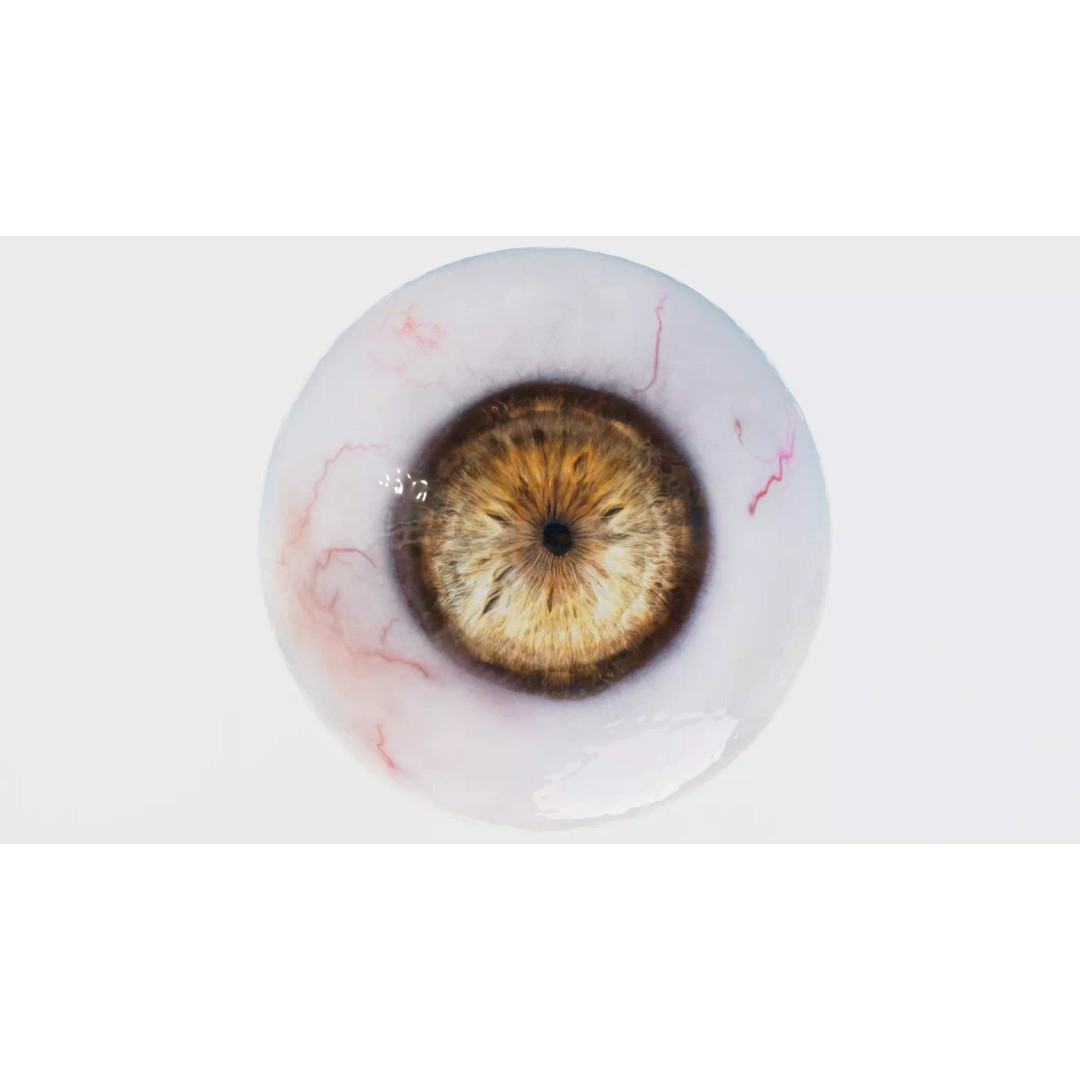 Human Eye 3D Model – Realistic Low-Poly Eyeball with Adjustable Pupil - View 4