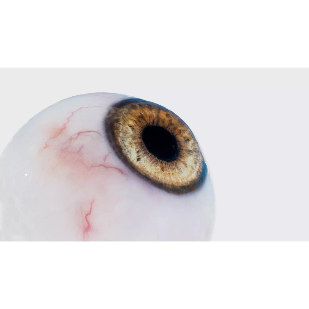 Human Eye 3D Model – Realistic Low-Poly Eyeball with Adjustable Pupil - View 7