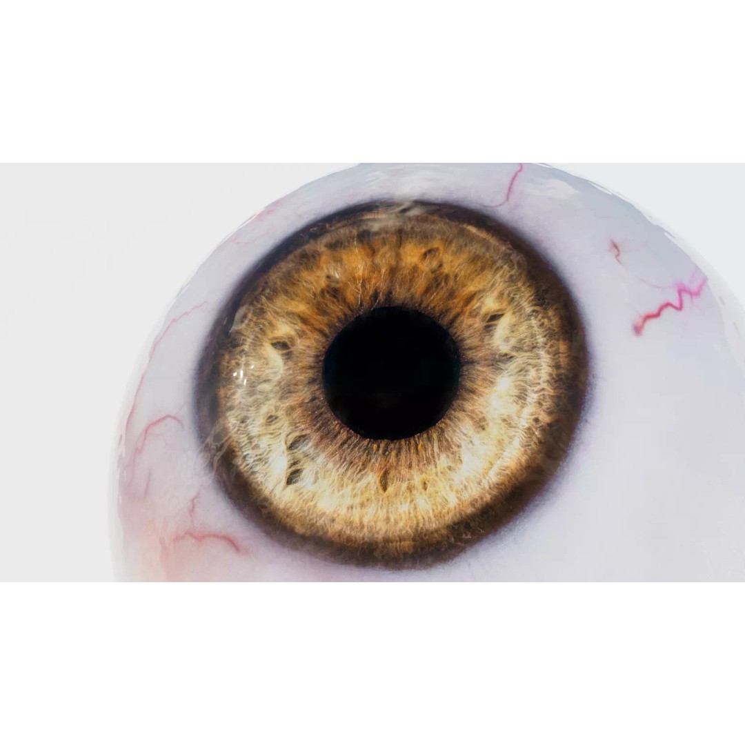 Human Eye 3D Model – Realistic Low-Poly Eyeball with Adjustable Pupil - View 8